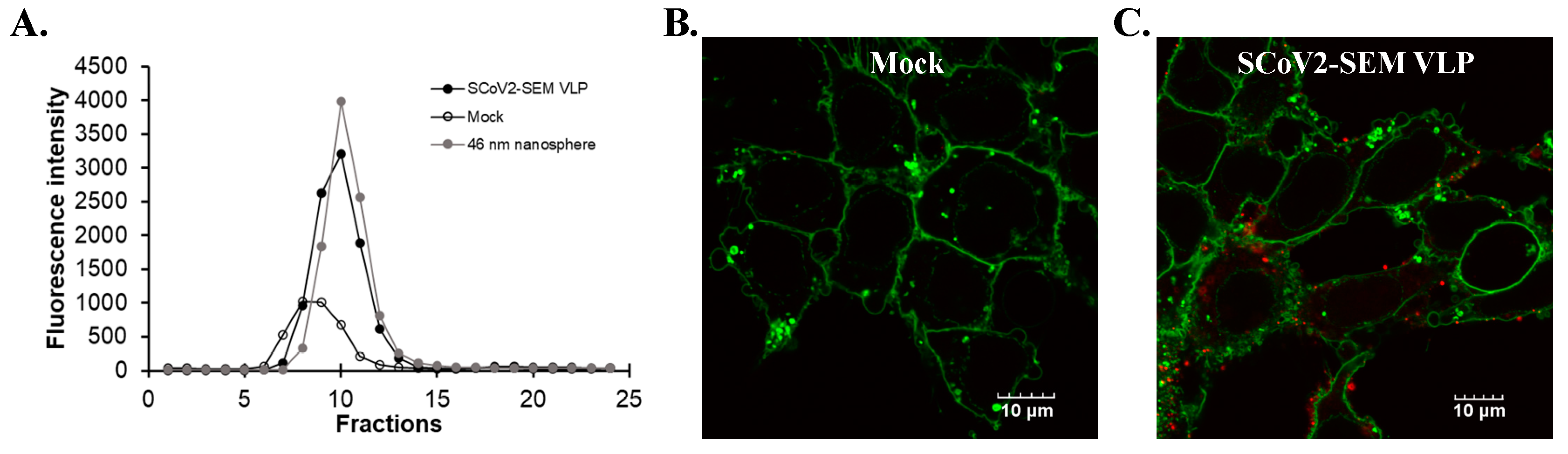 Viruses 14 02825 g004