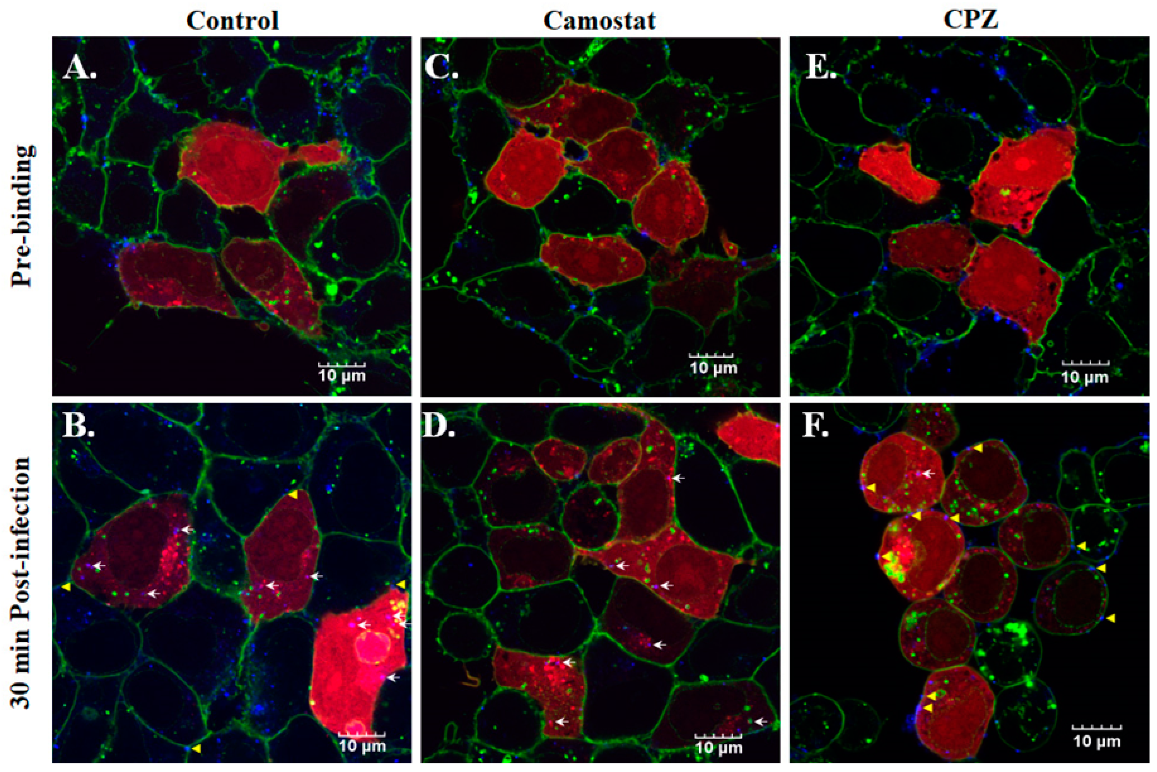 Viruses 14 02825 g007
