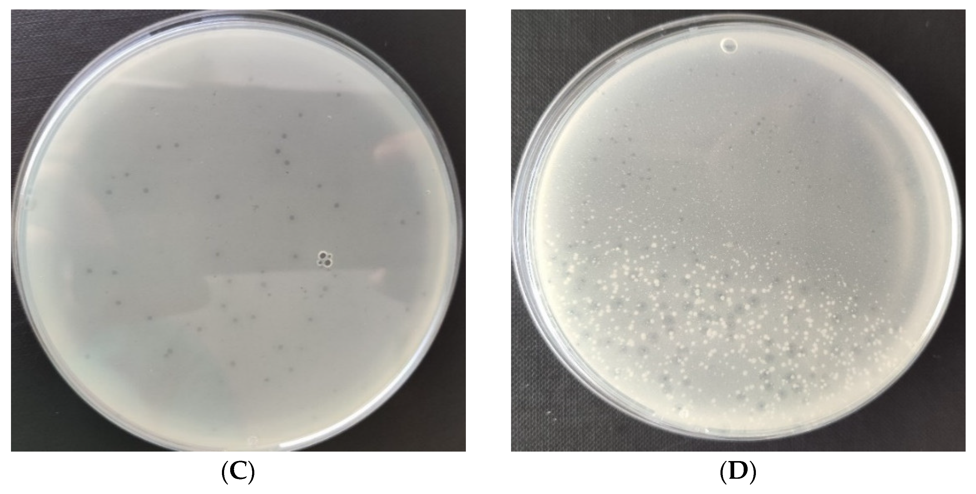 Viruses 15 00009 g001b