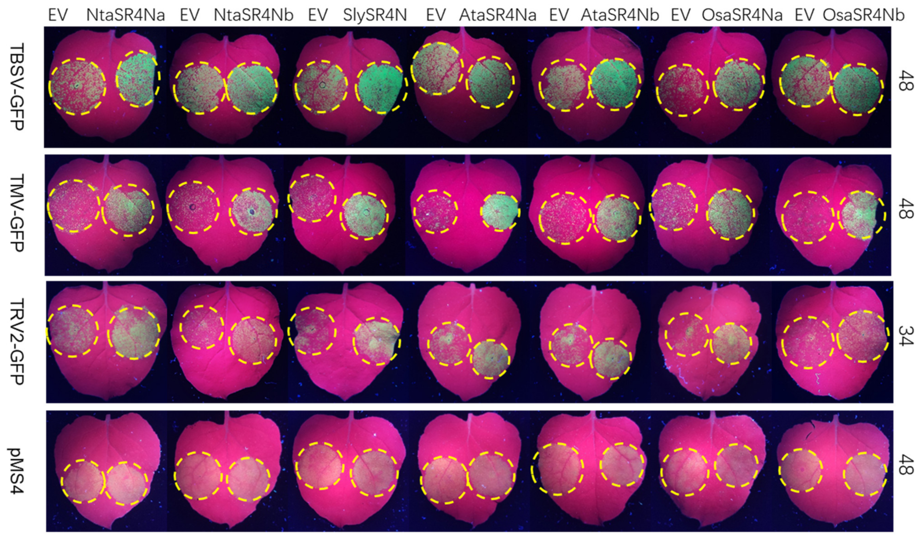 Viruses 15 00026 g007 Viruses 15 00026 g007