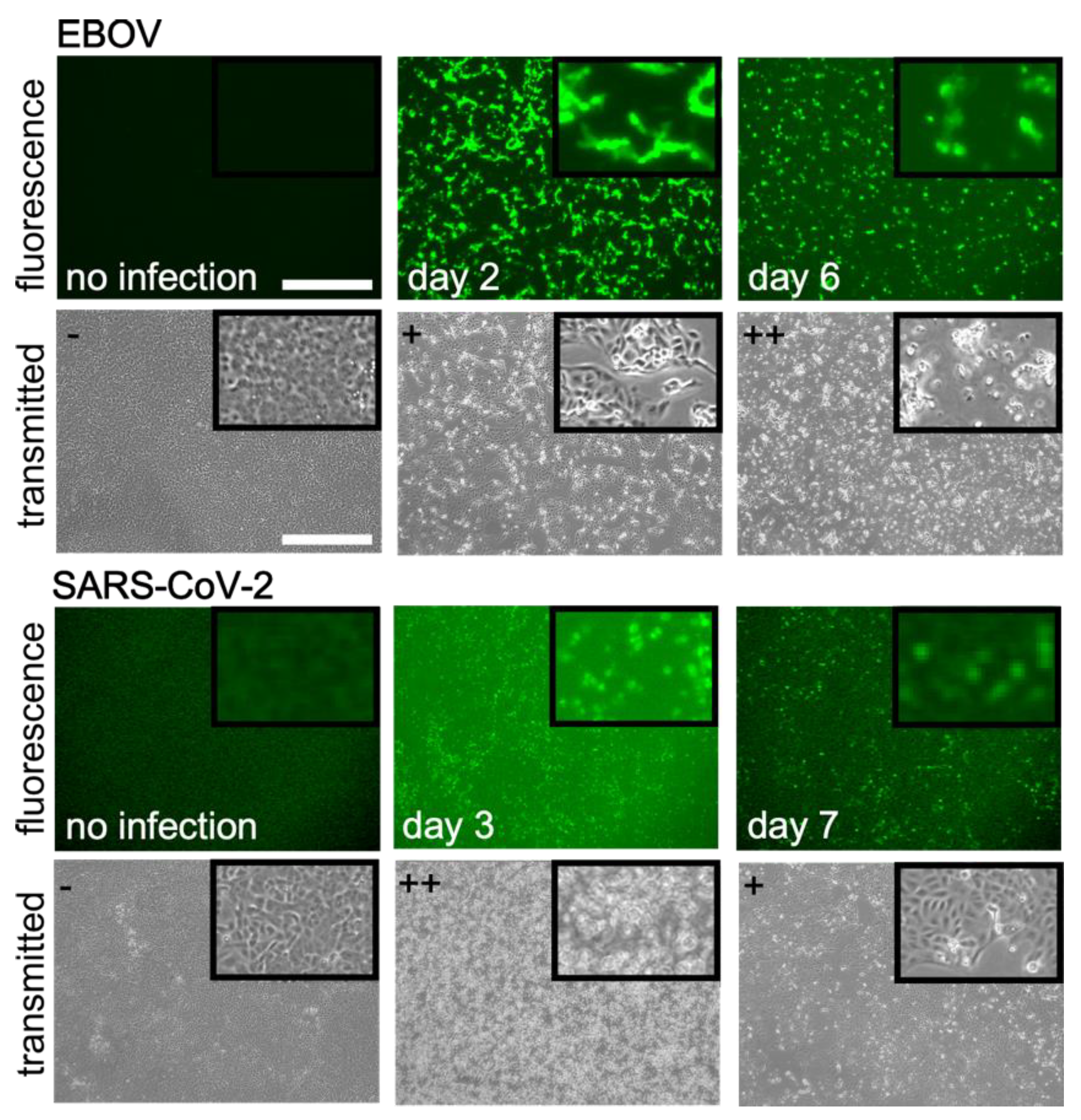 Viruses 15 00043 g001 Viruses 15 00043 g001
