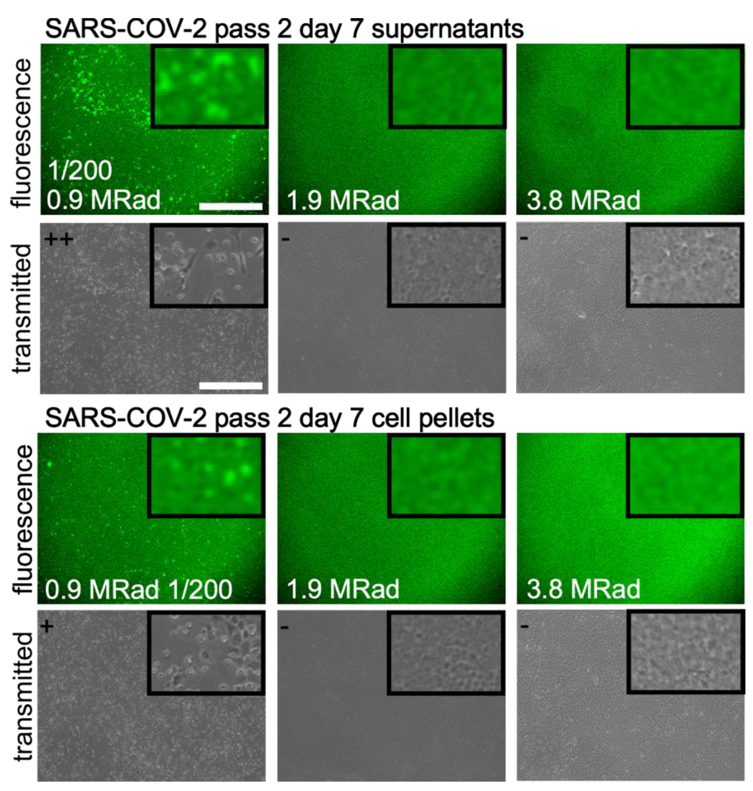 Viruses 15 00043 g003 Viruses 15 00043 g003