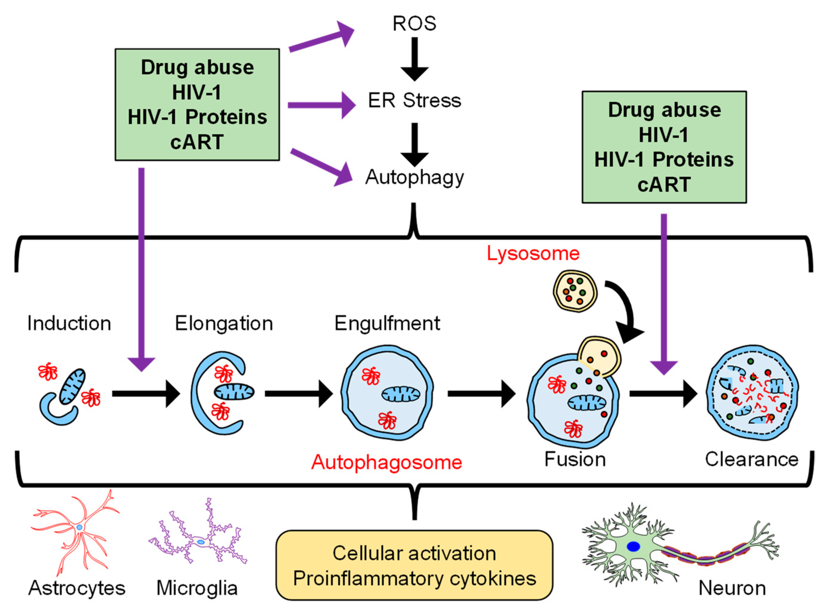 Viruses 15 00044 g001 Viruses 15 00044 g001