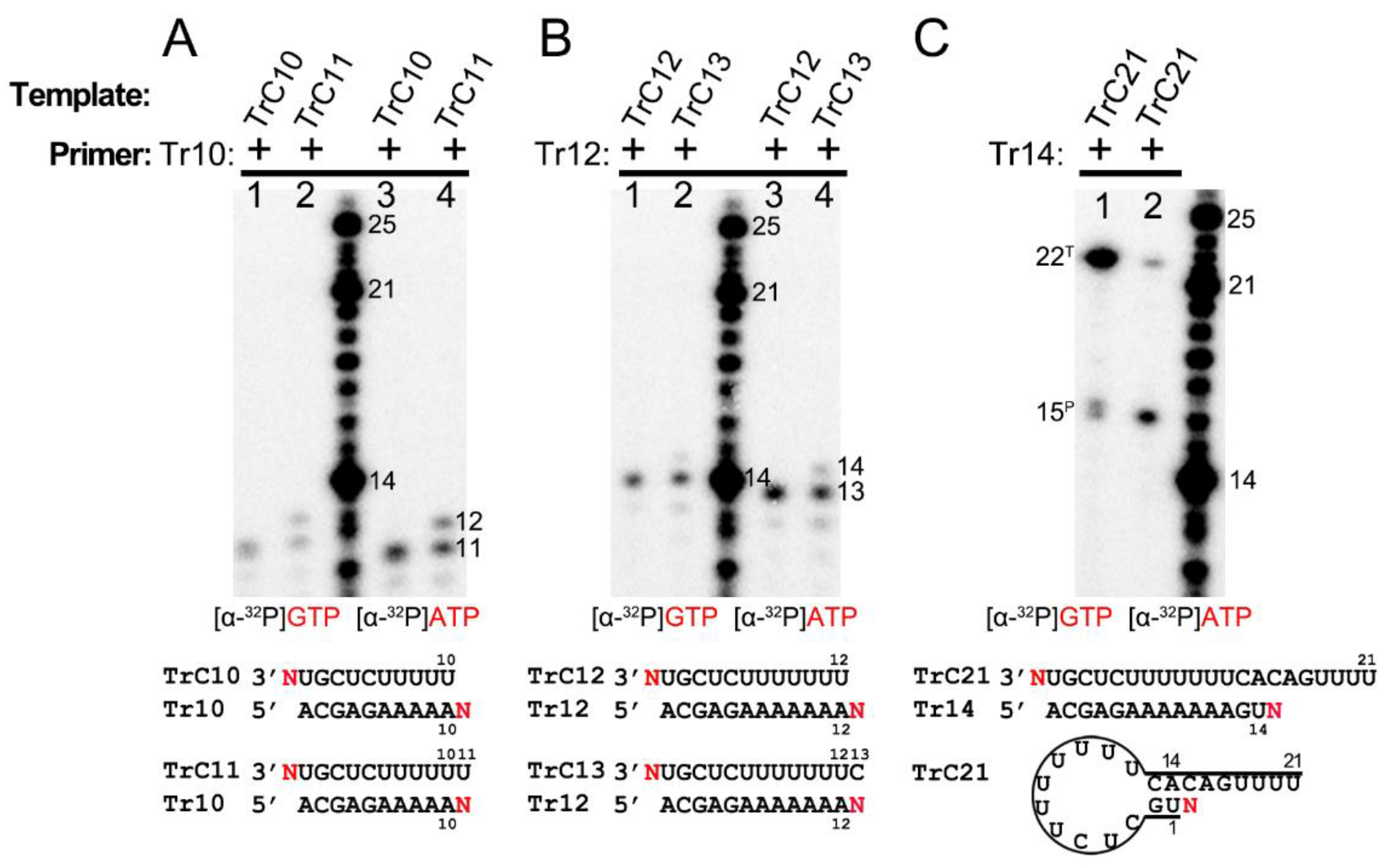 Viruses 15 00047 g005