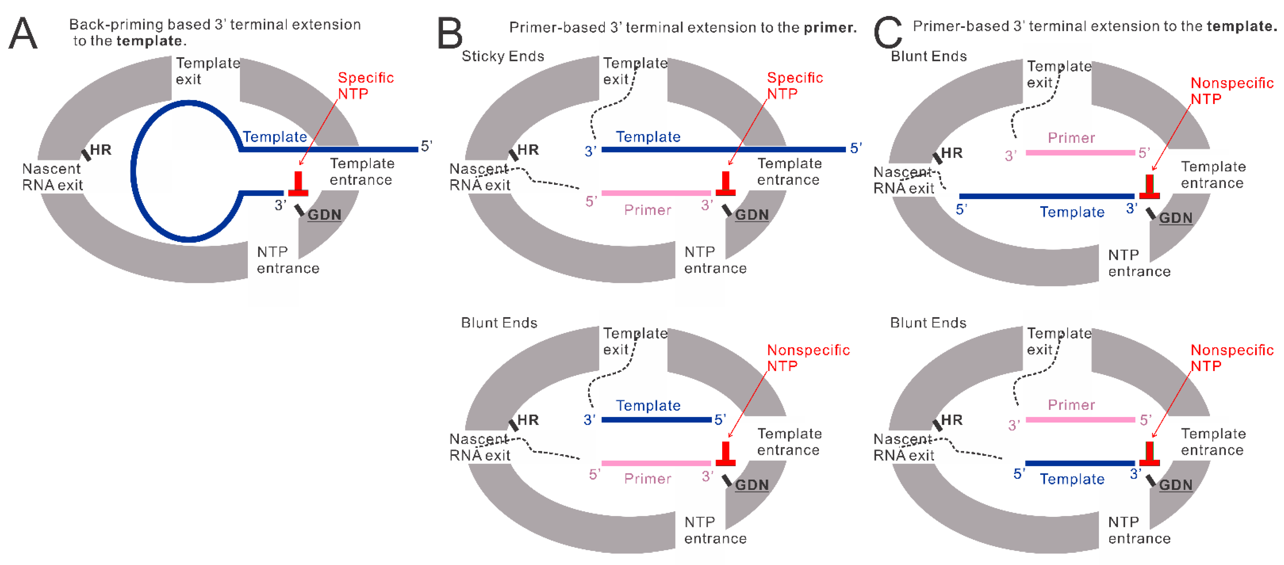 Viruses 15 00047 g006