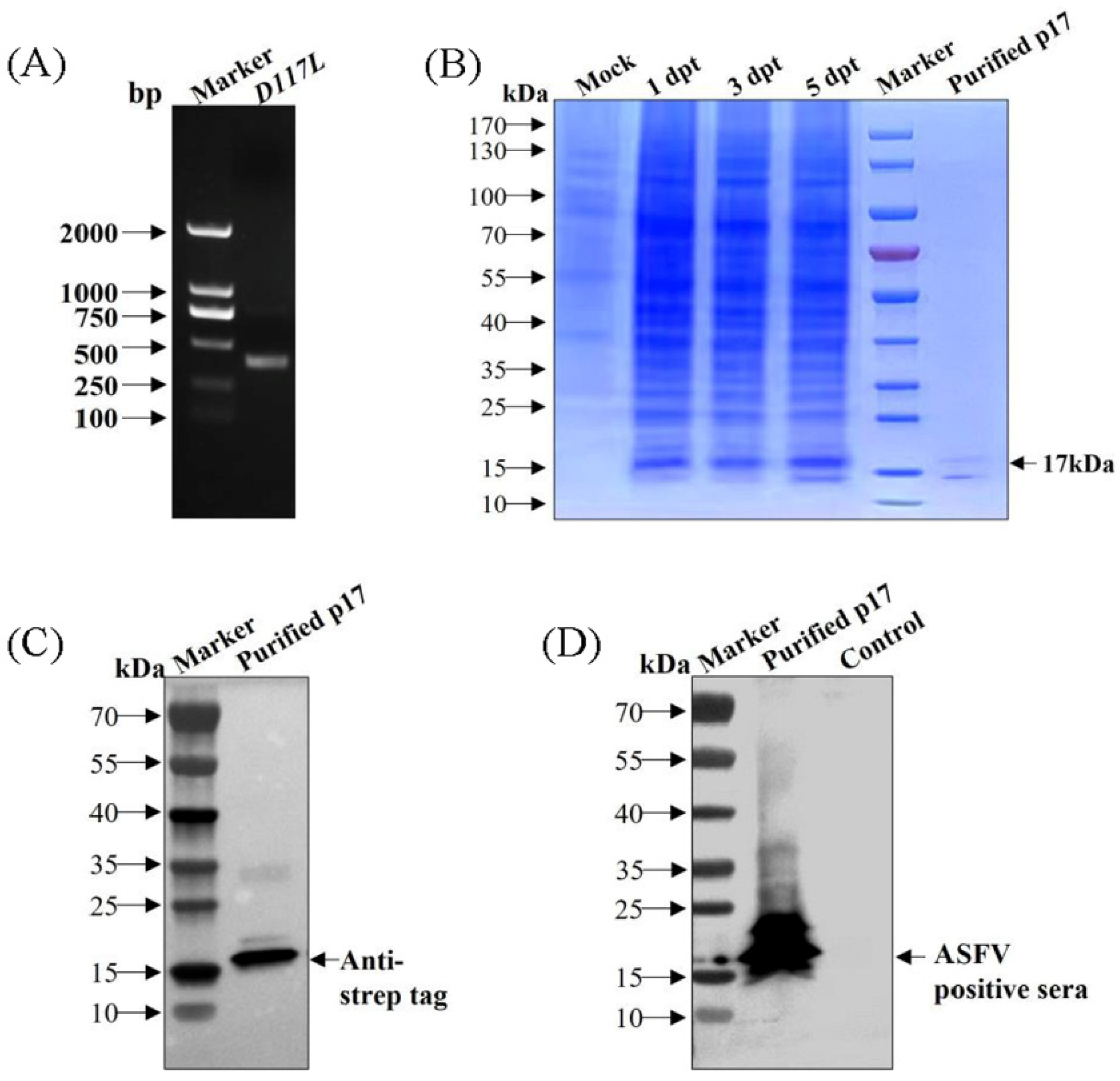 Viruses 15 00050 g001