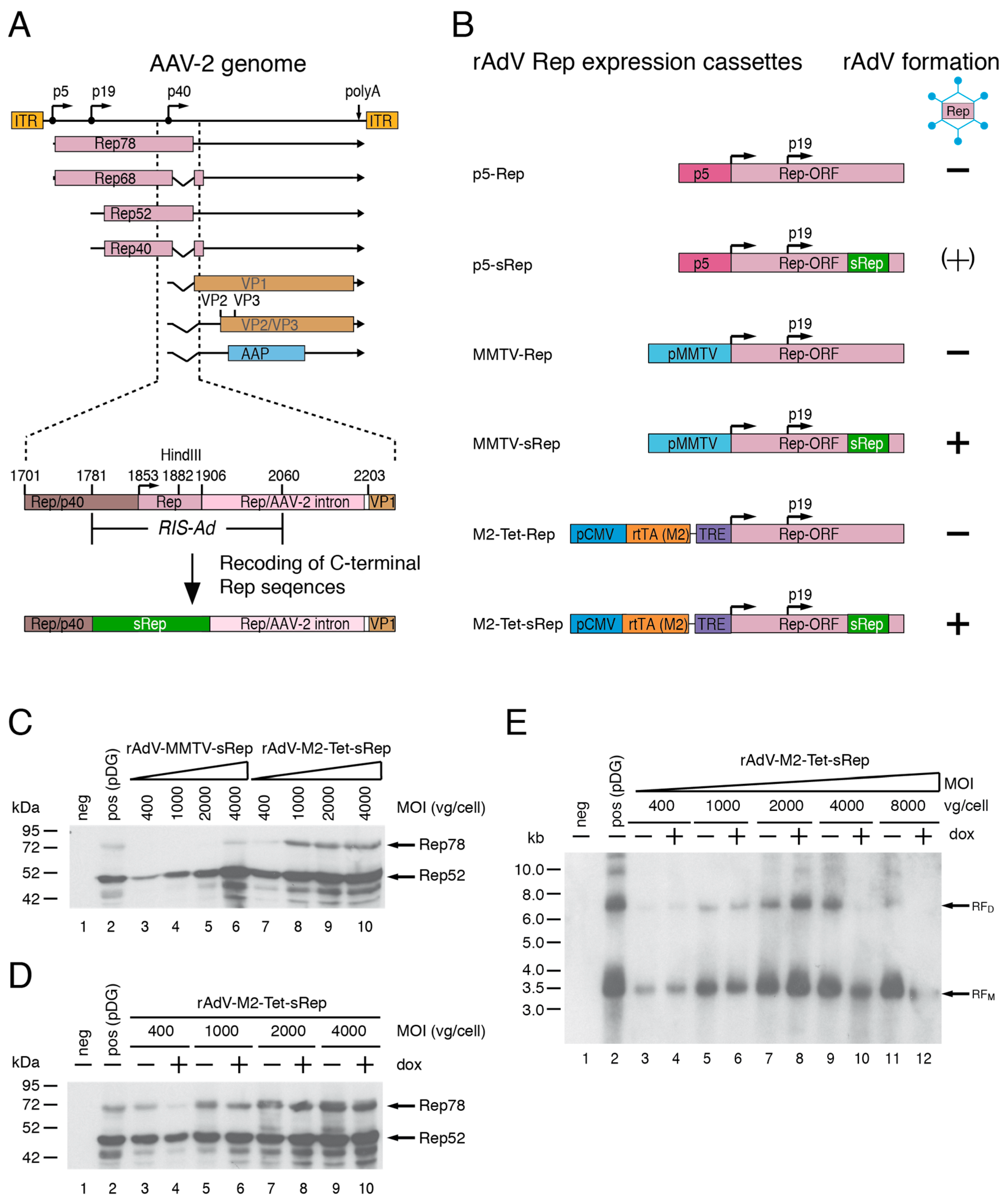 Viruses 15 00064 g001 Viruses 15 00064 g001