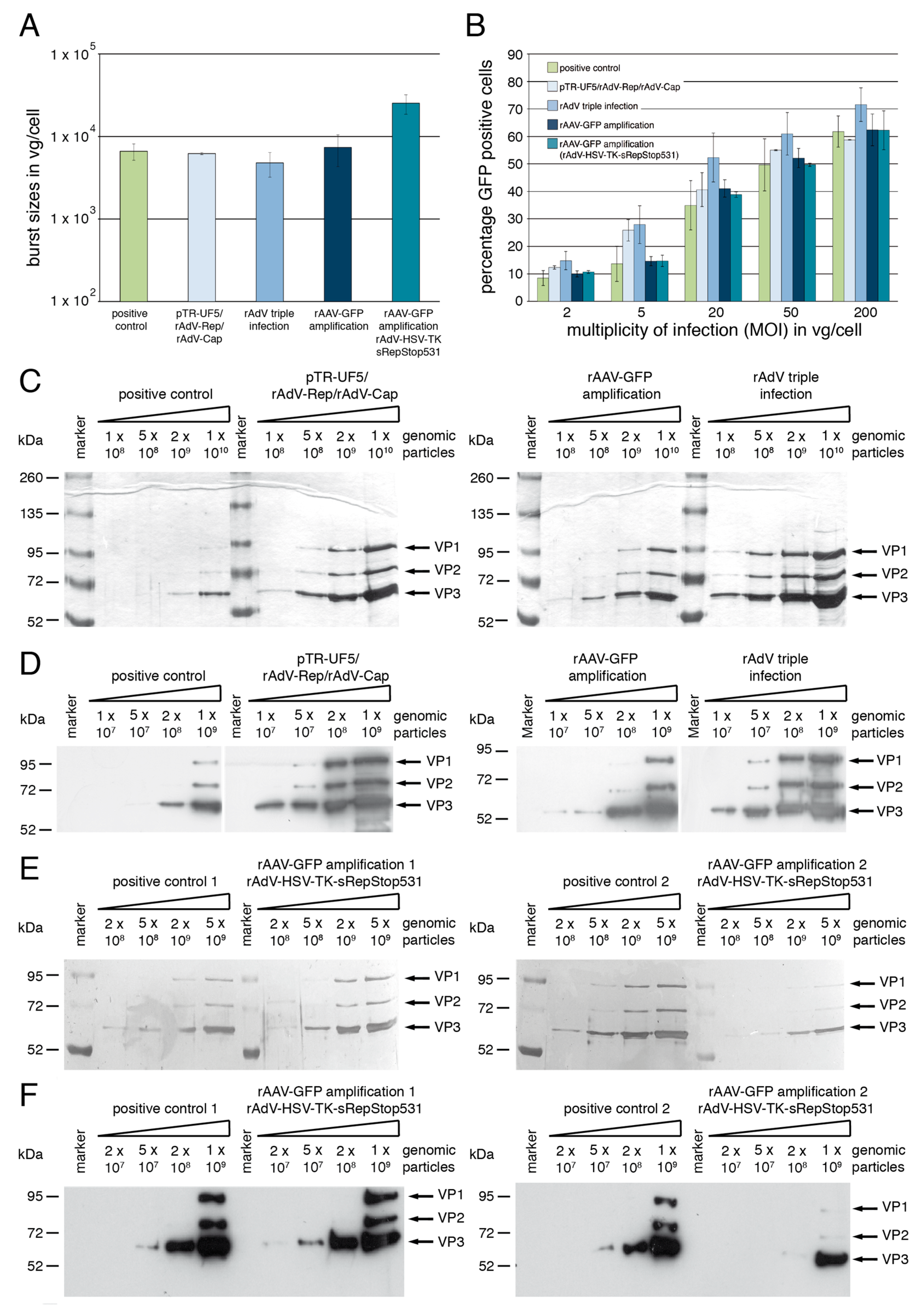 Viruses 15 00064 g006 Viruses 15 00064 g006