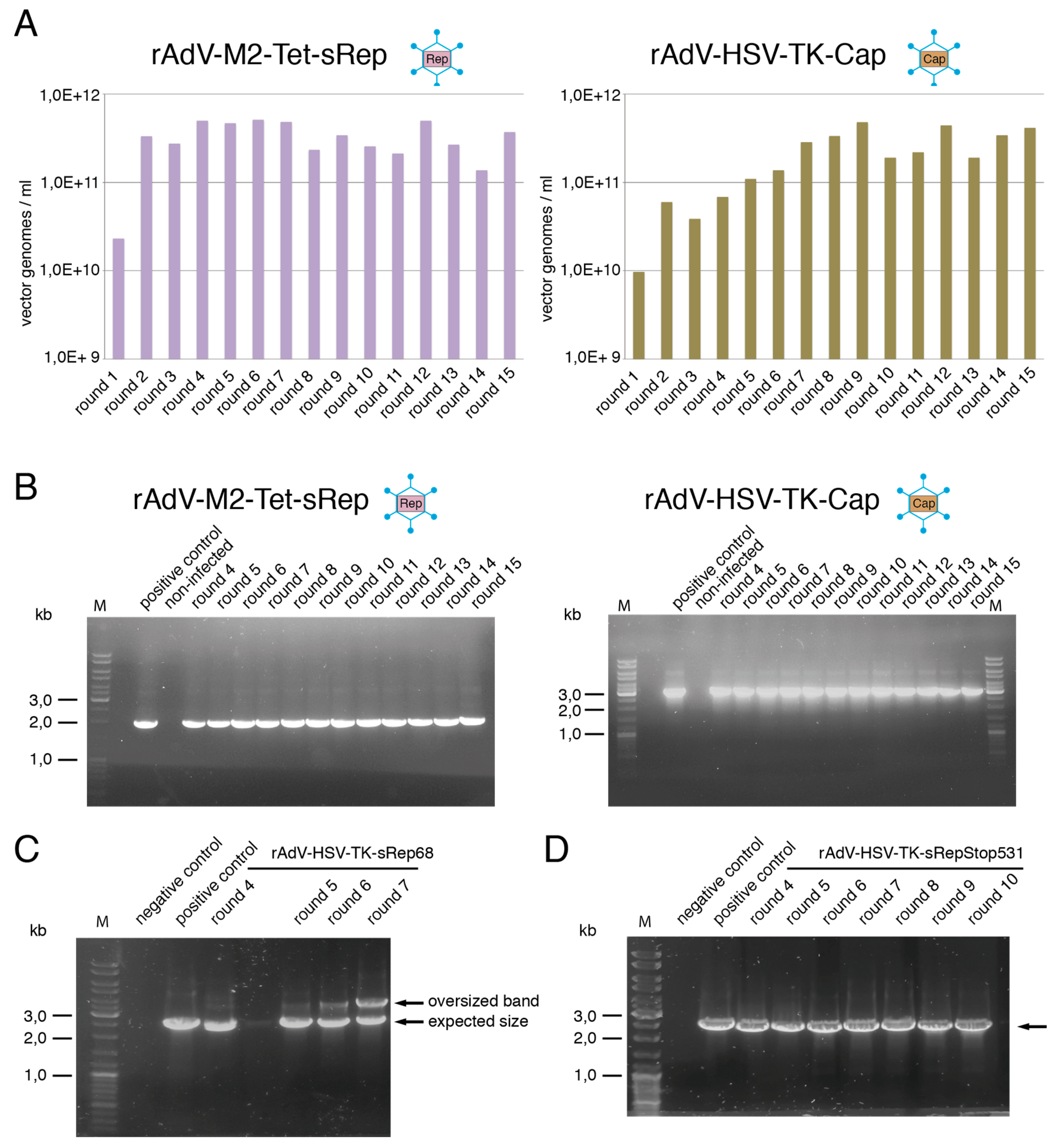 Viruses 15 00064 g007 Viruses 15 00064 g007