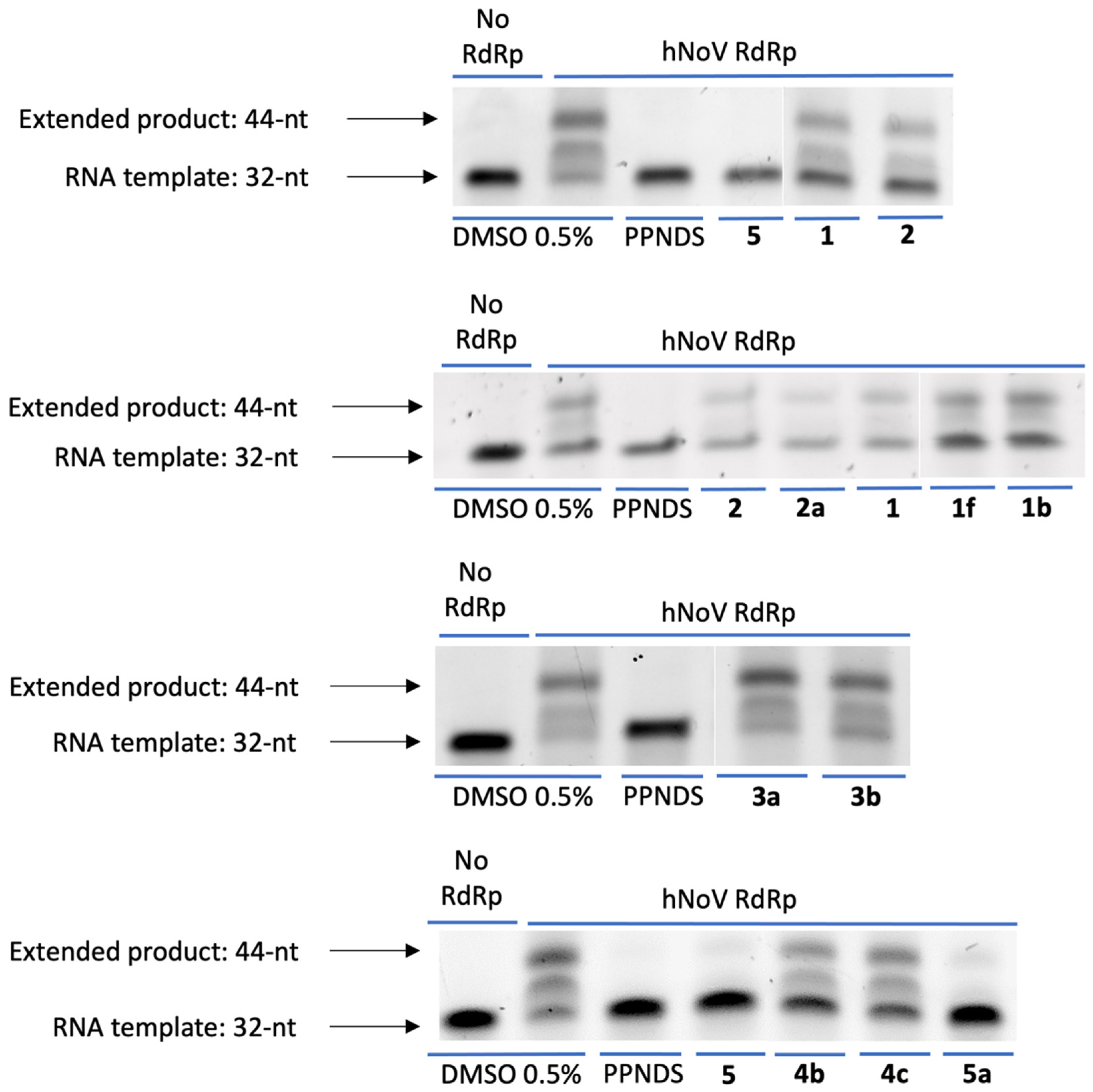Viruses 15 00074 g011