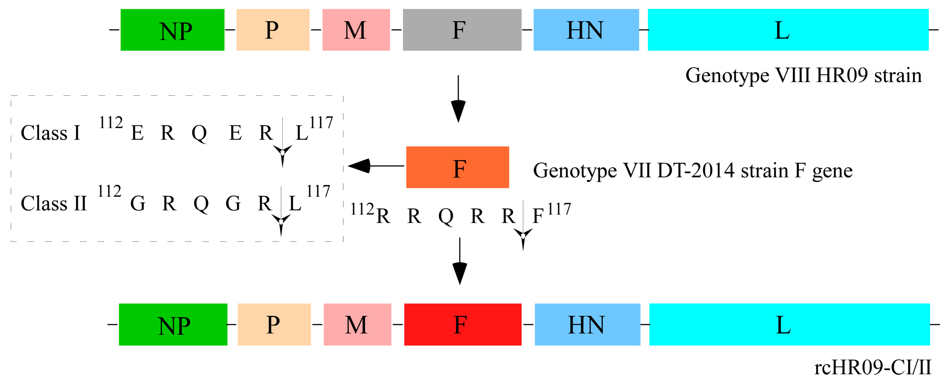 Viruses 15 00082 g001
