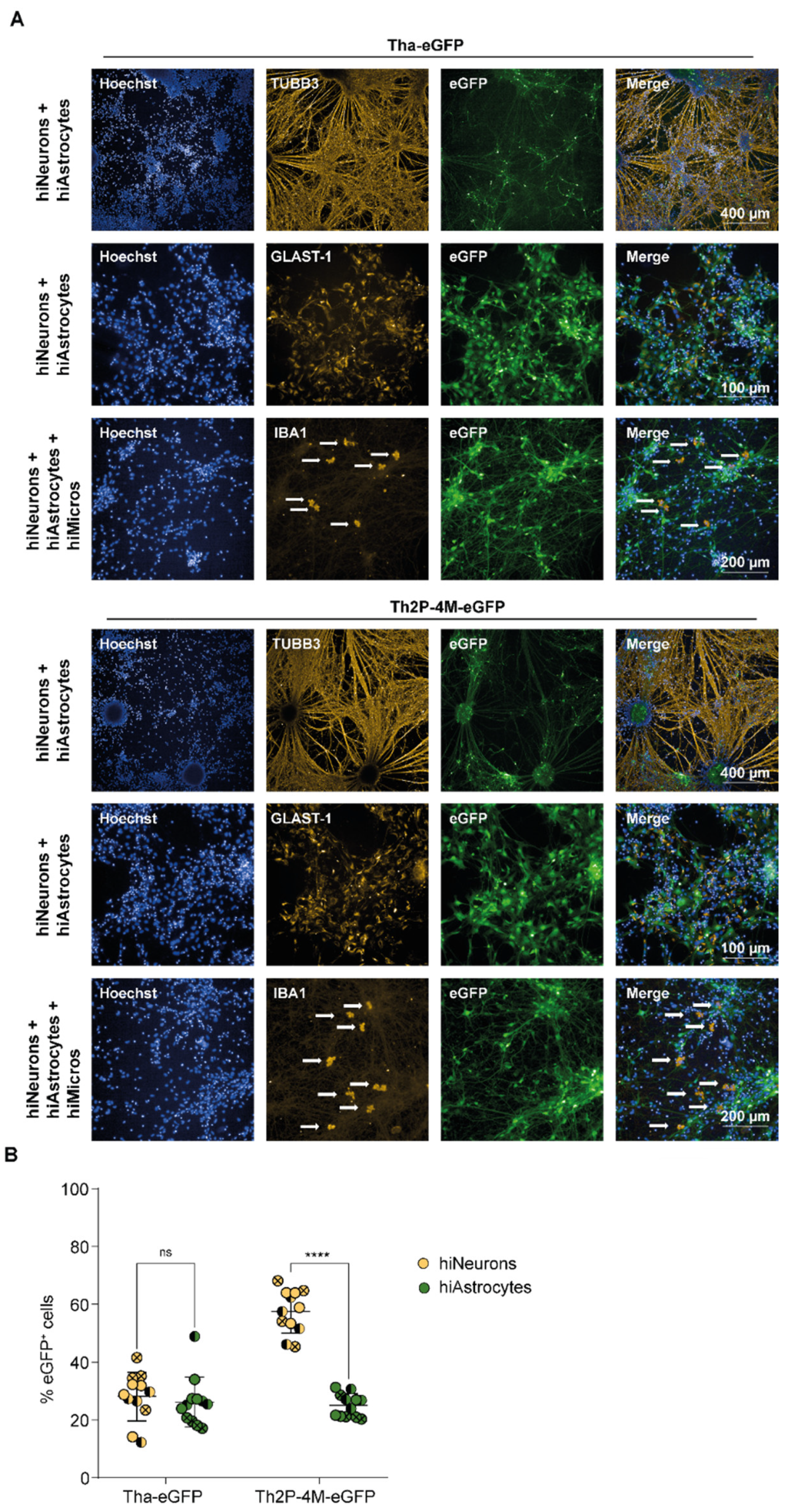 Viruses 15 00088 g002