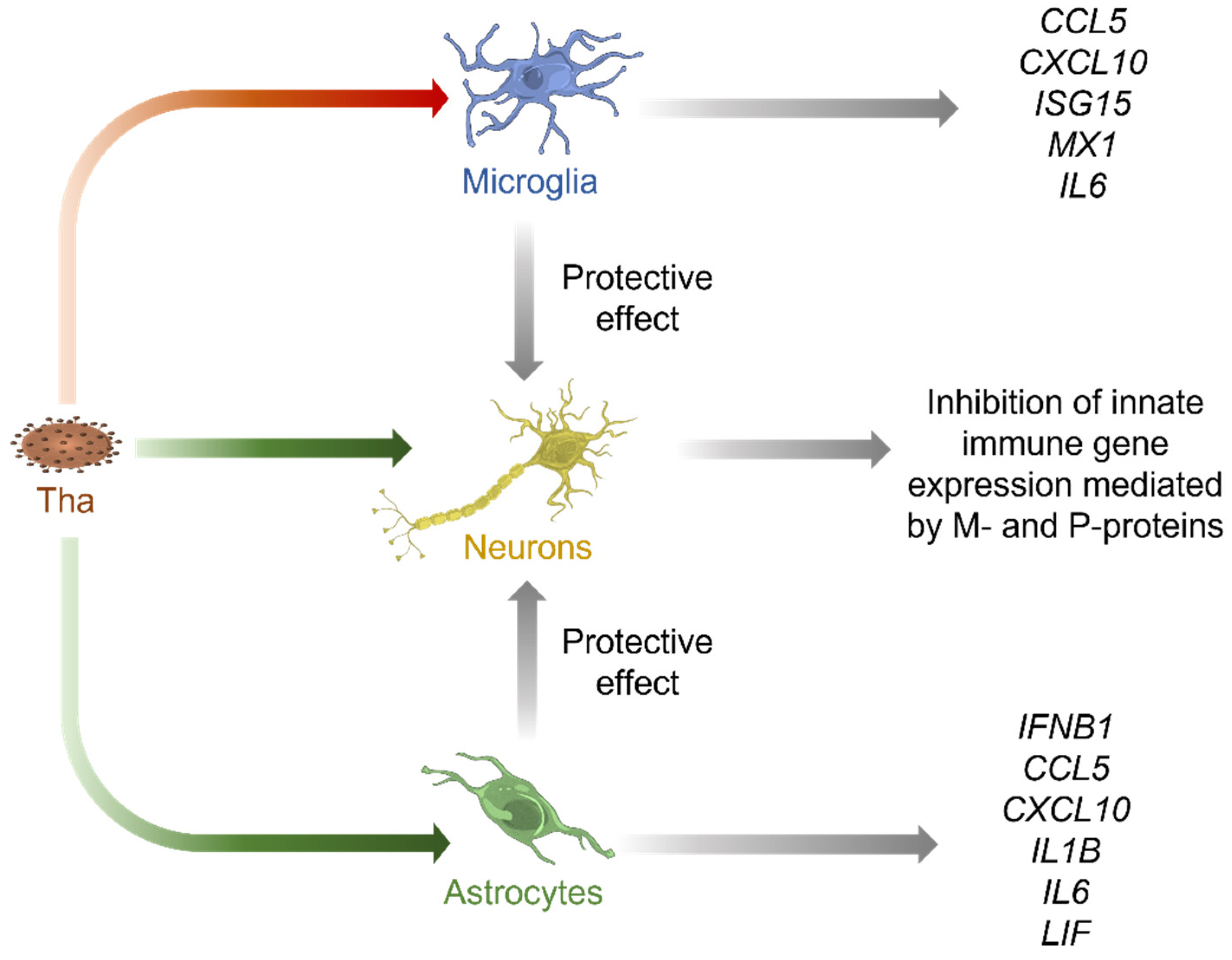Viruses 15 00088 g006