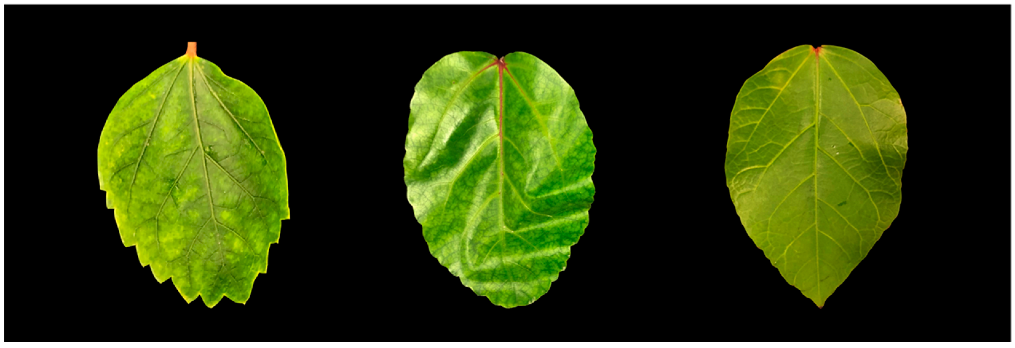 Viruses 15 00090 g001