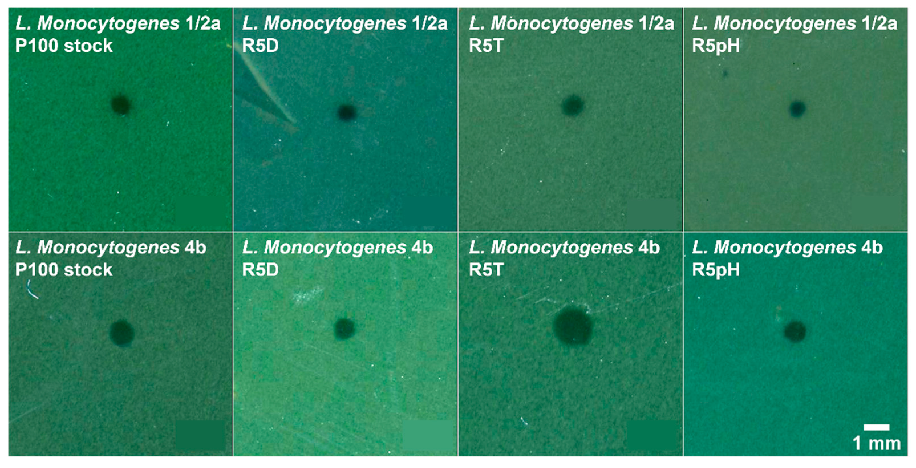 Viruses 15 00113 g004