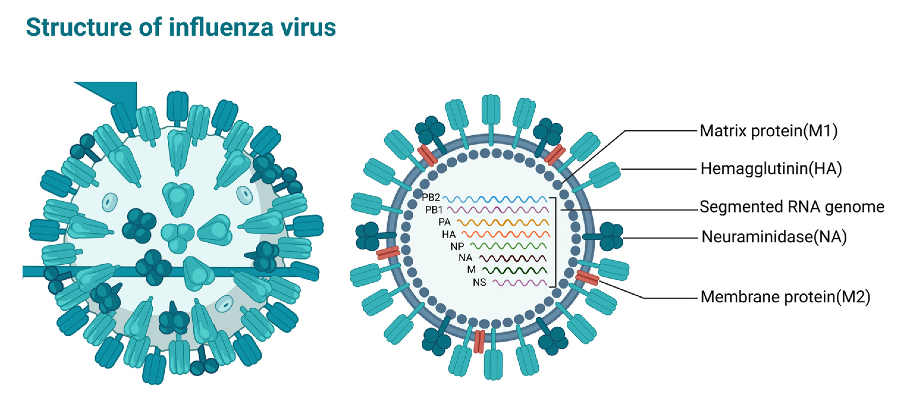 Viruses 15 00116 g003