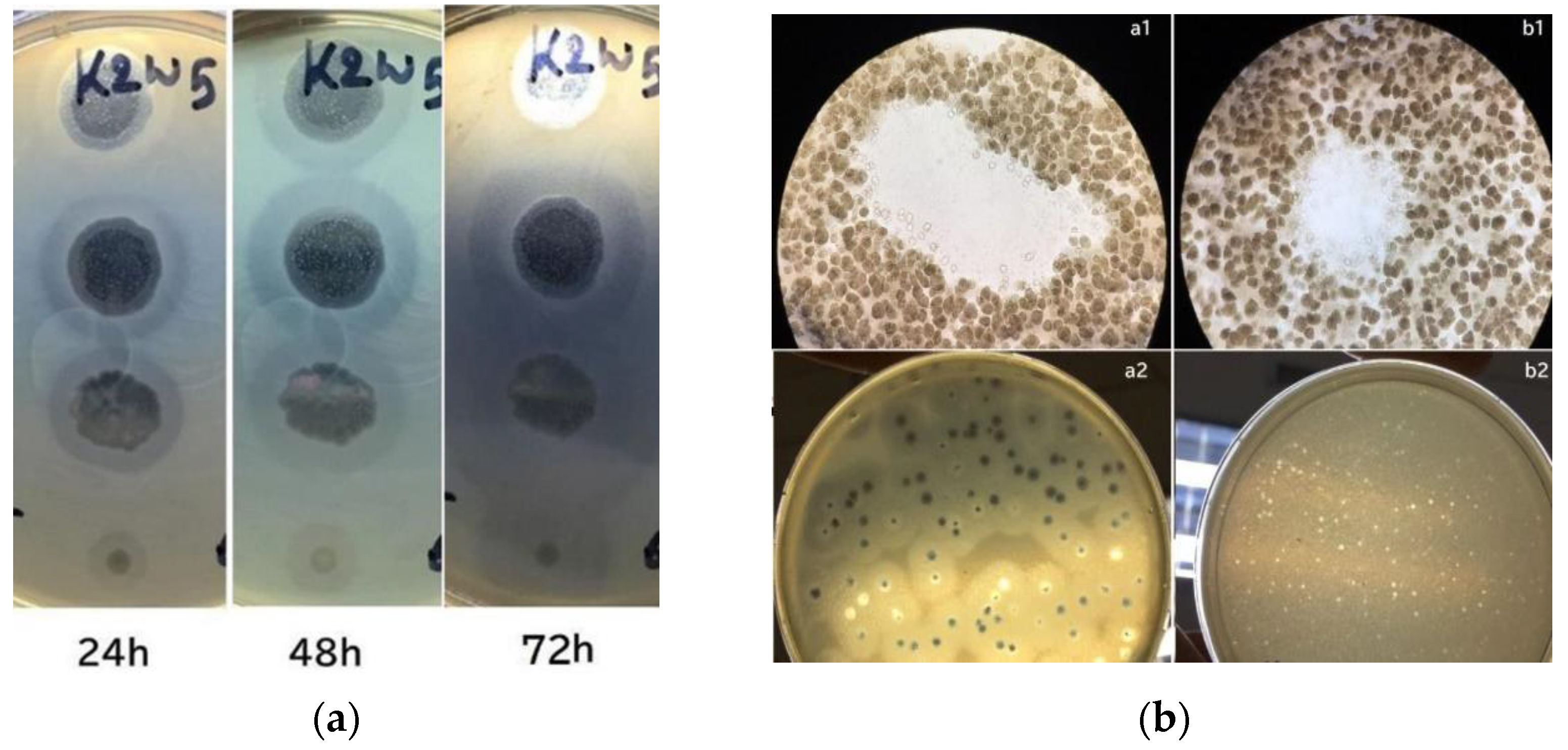 Viruses 15 00117 g001