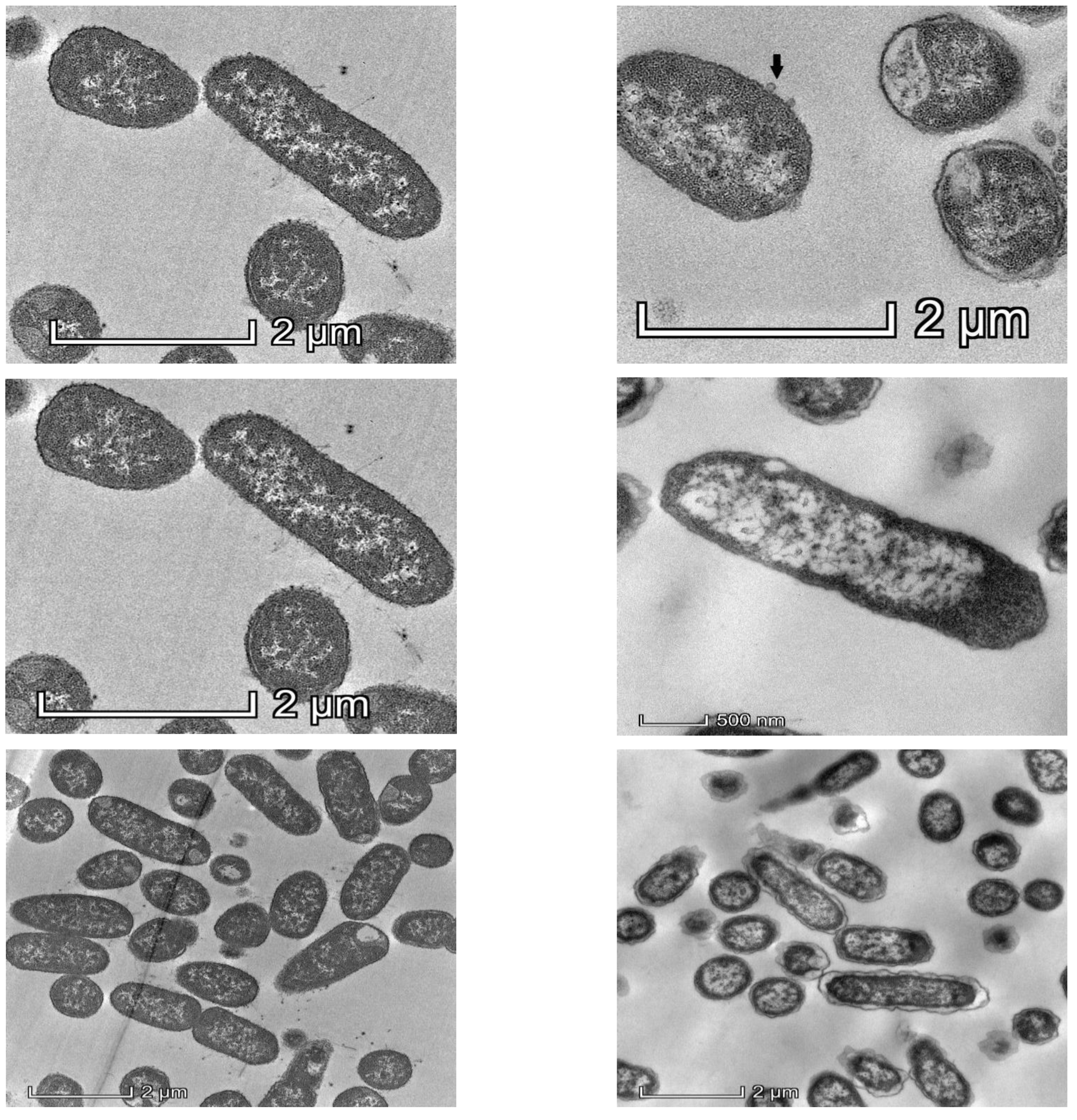 Viruses 15 00117 g002