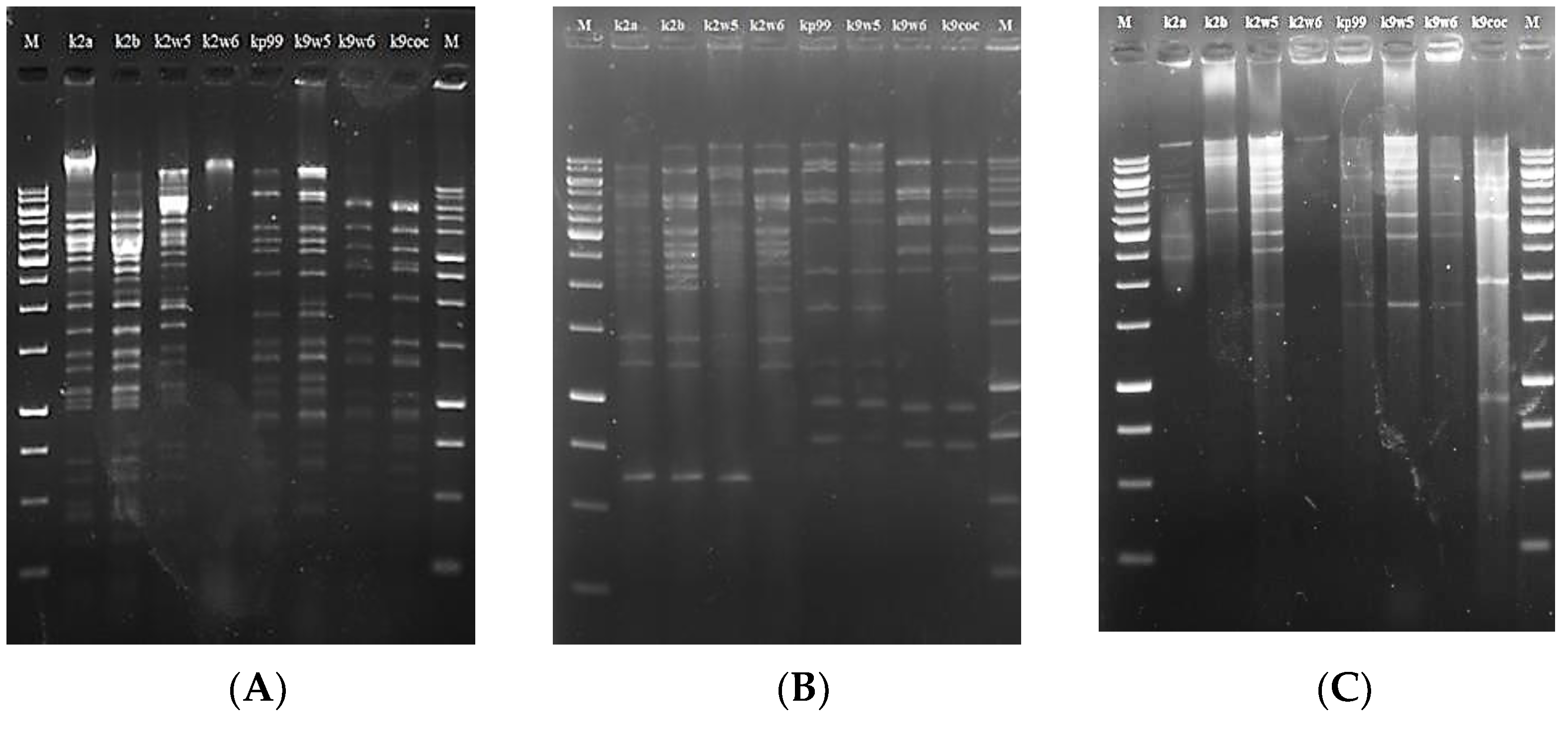 Viruses 15 00117 g005