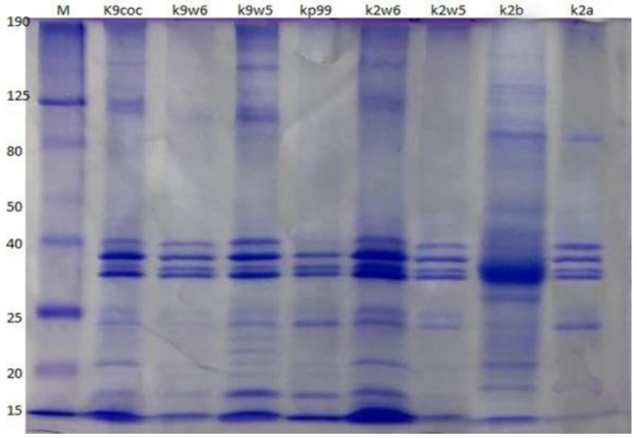 Viruses 15 00117 g008