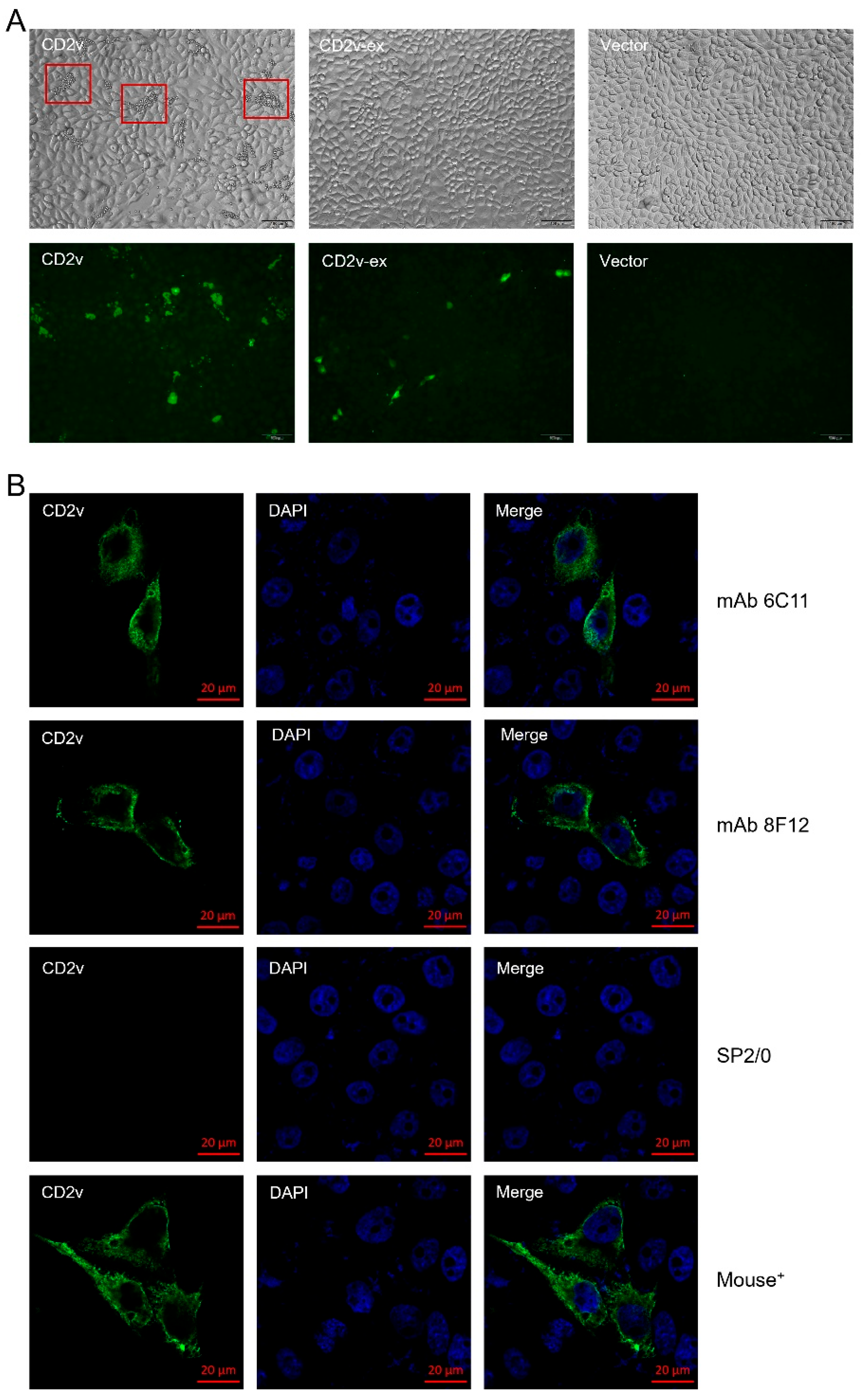 Viruses 15 00131 g002