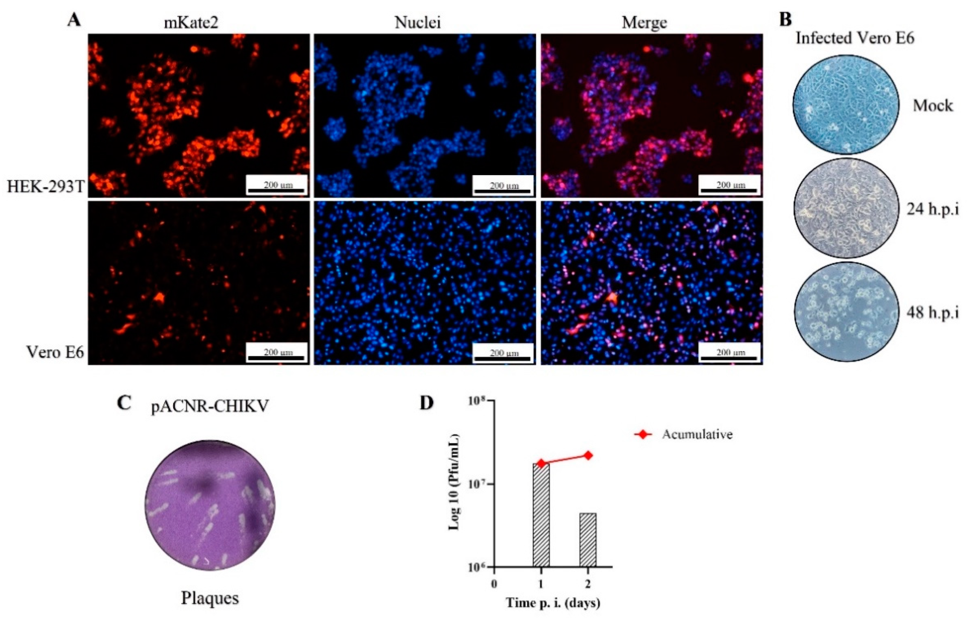 Viruses 15 00132 g002