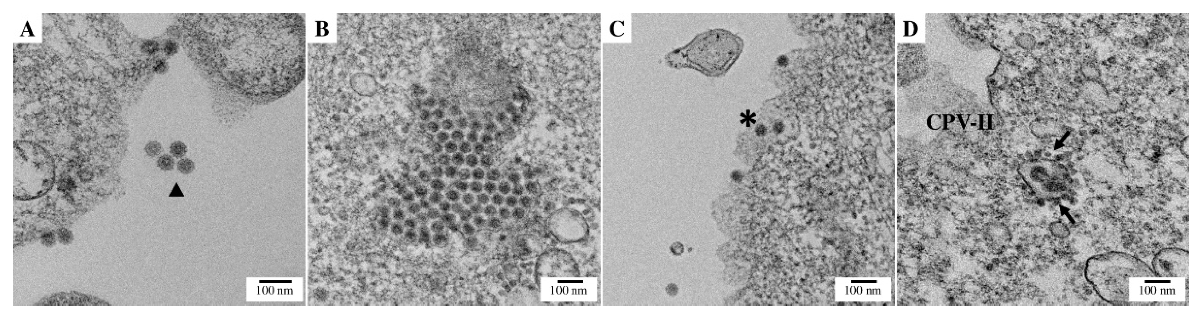Viruses 15 00132 g003