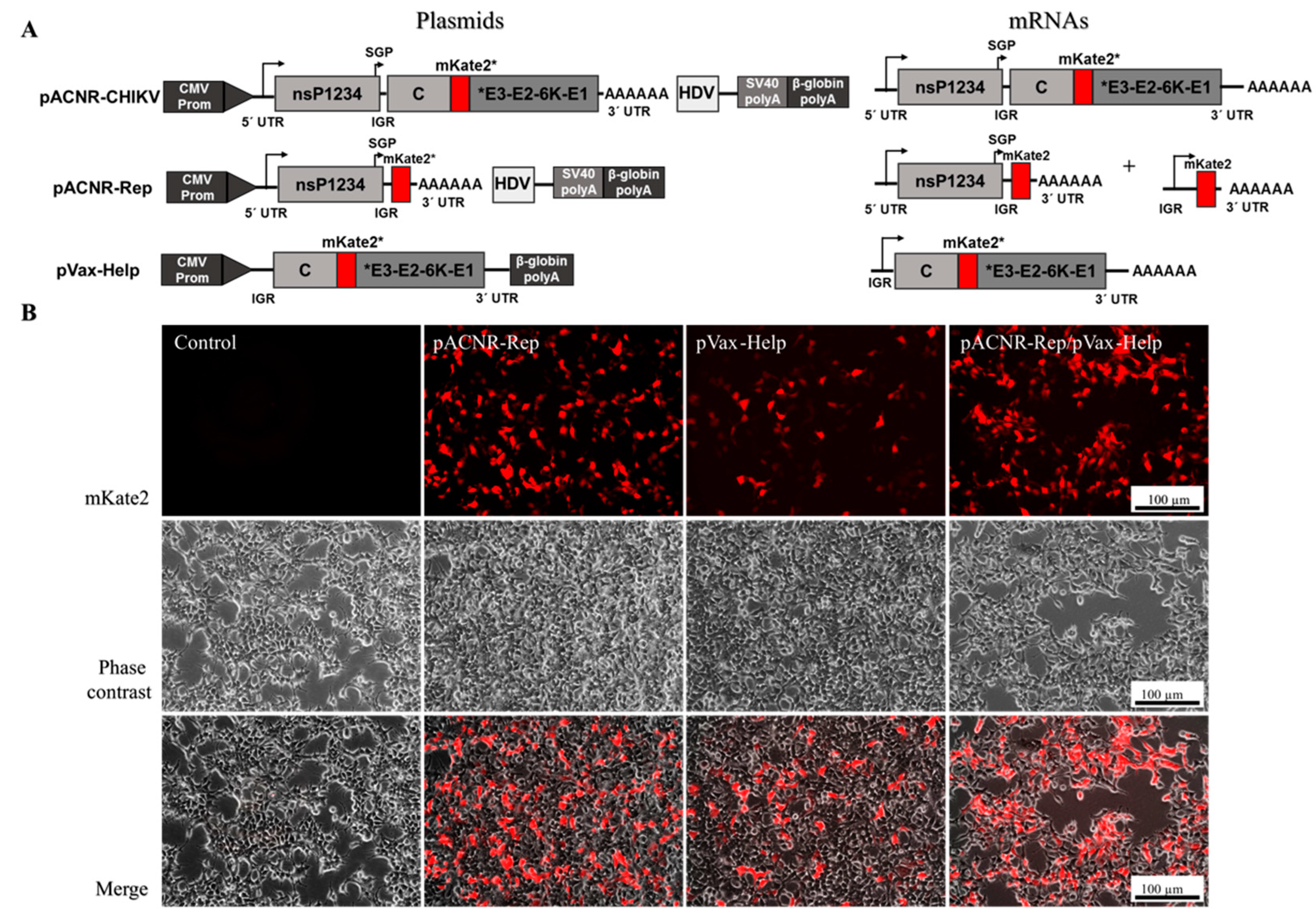 Viruses 15 00132 g004