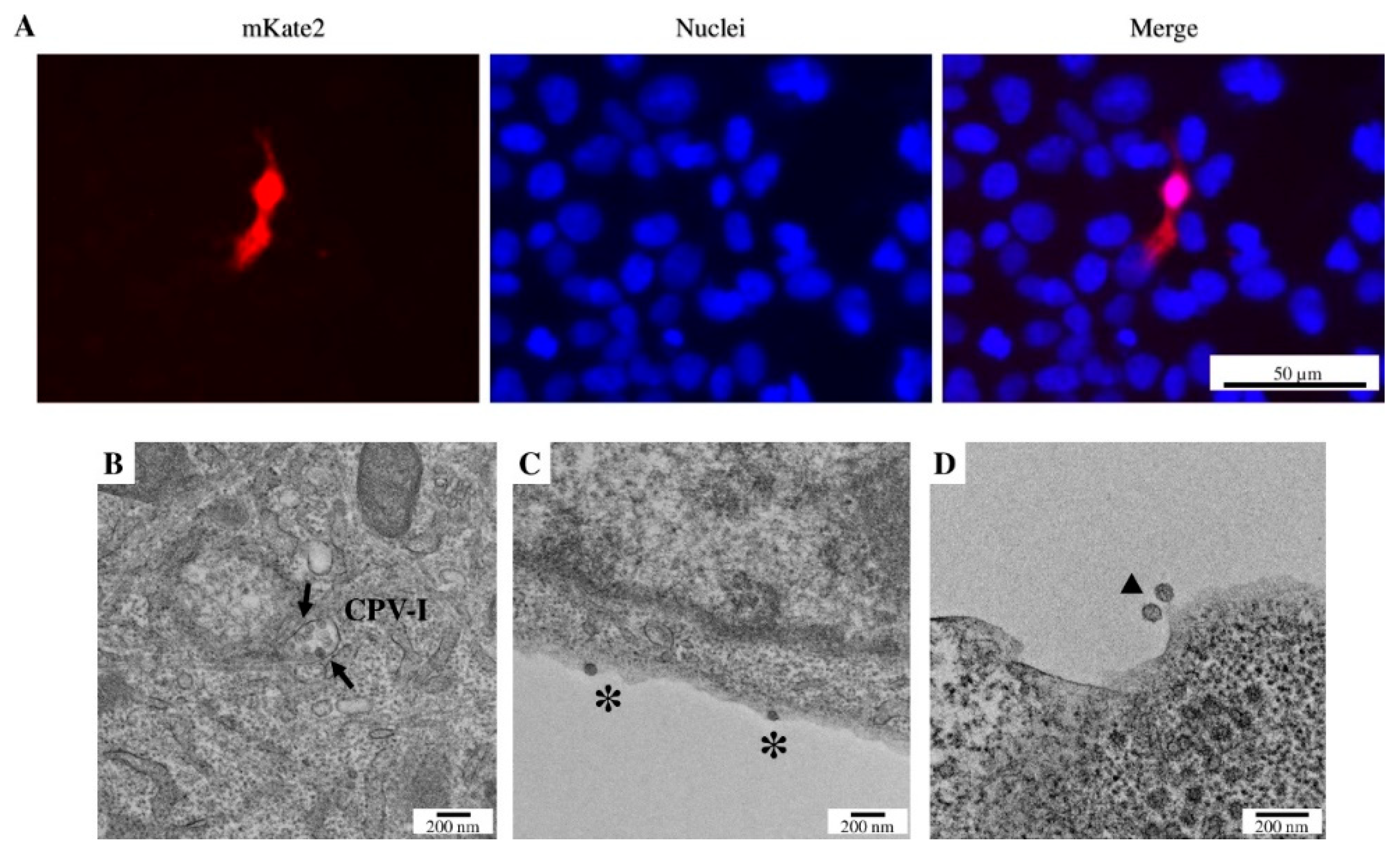 Viruses 15 00132 g005