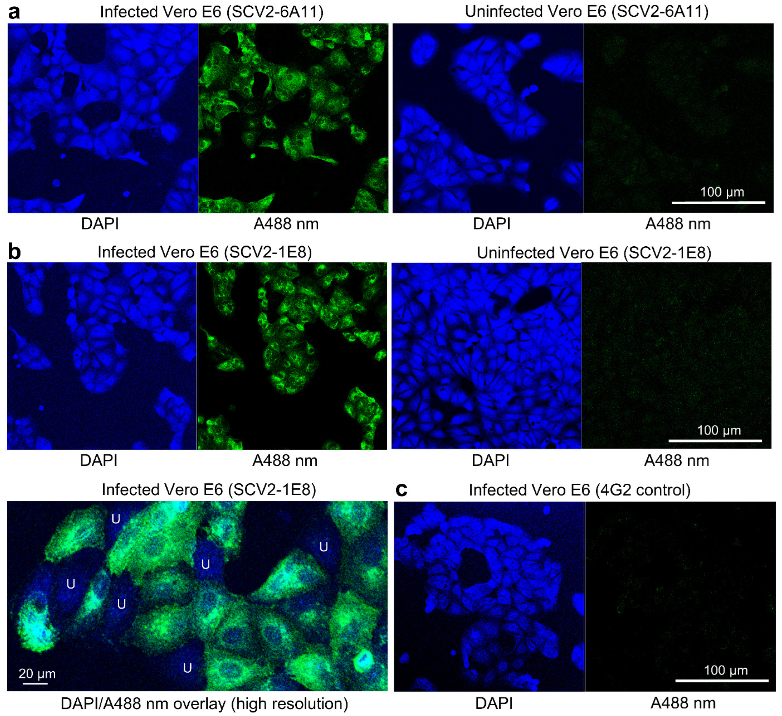 Viruses 15 00139 g002