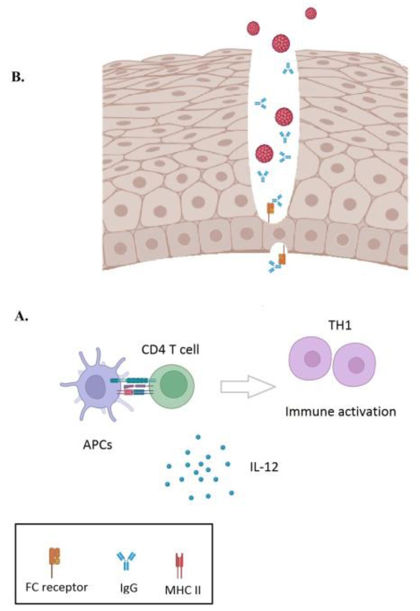 Viruses 15 00141 g001