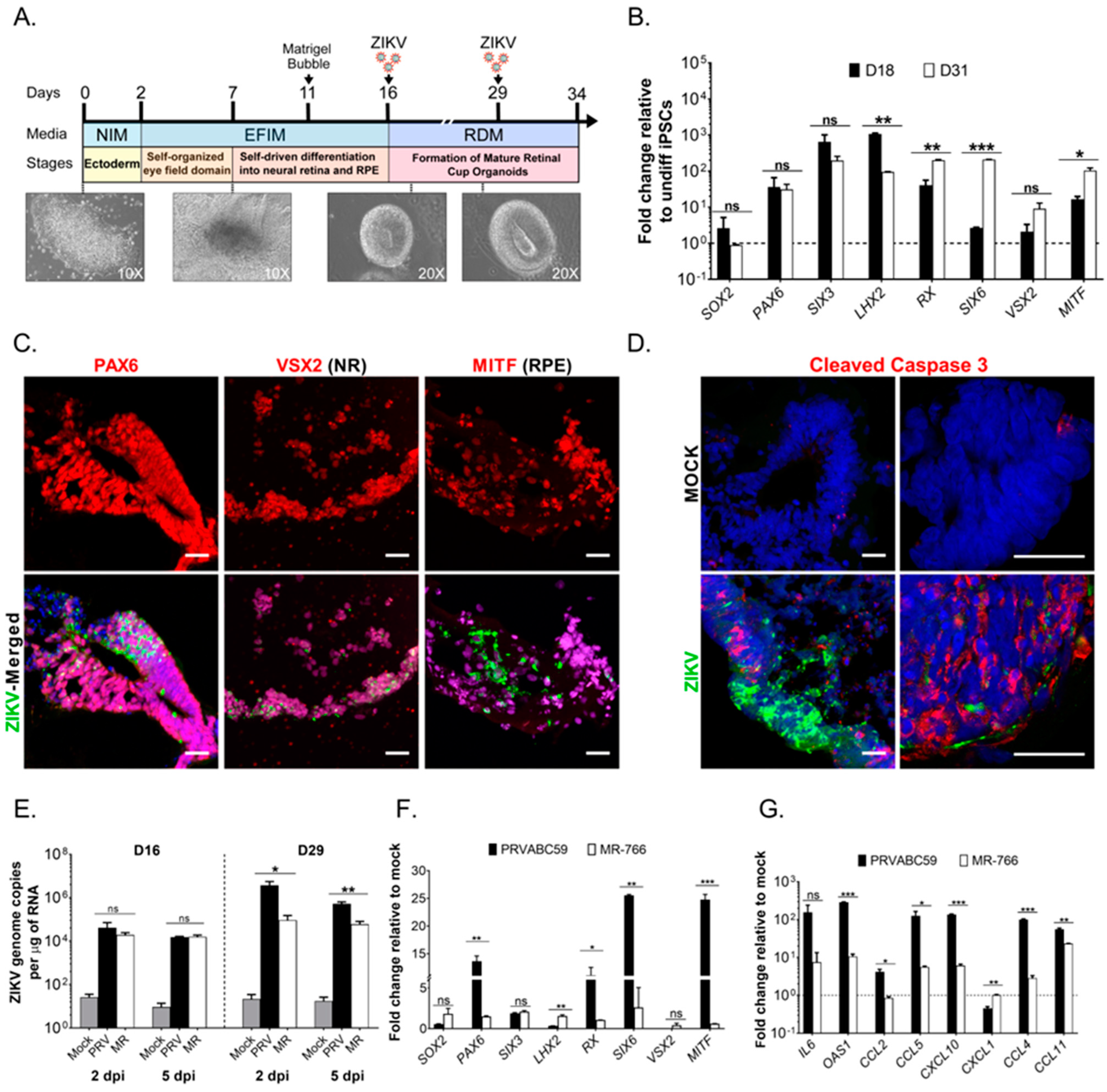Viruses 15 00142 g006 Viruses 15 00142 g006