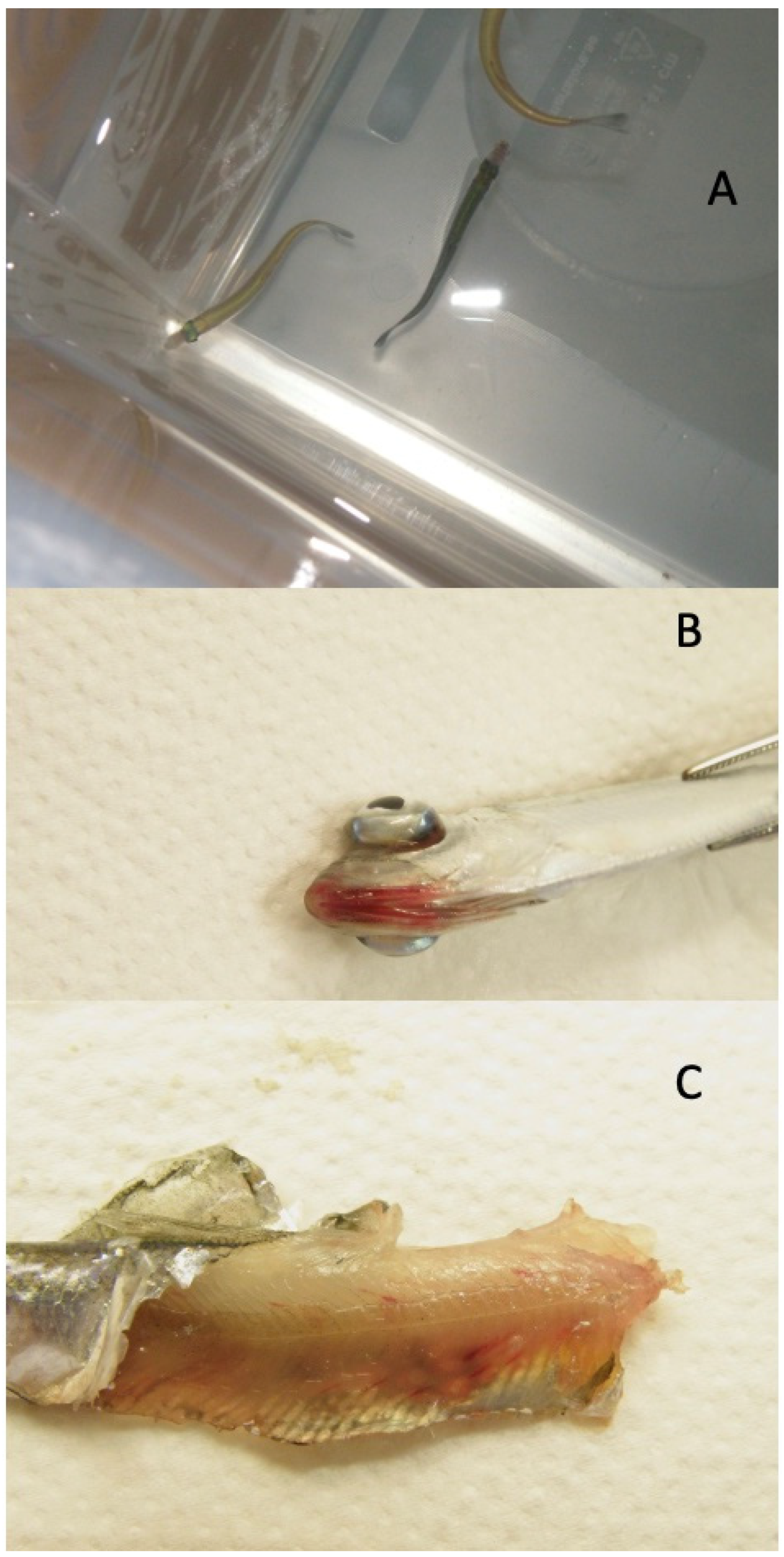 Viruses 15 00152 g003 Viruses 15 00152 g003