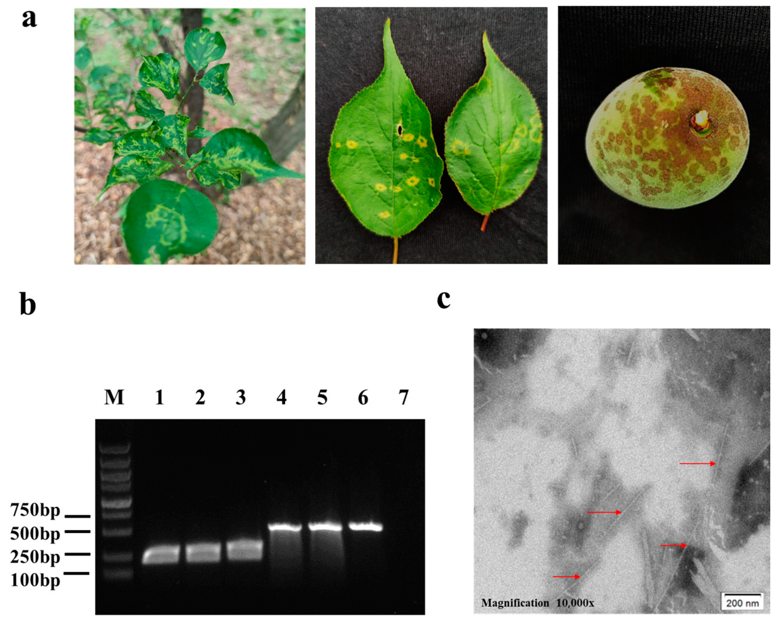 Viruses 15 00169 g002