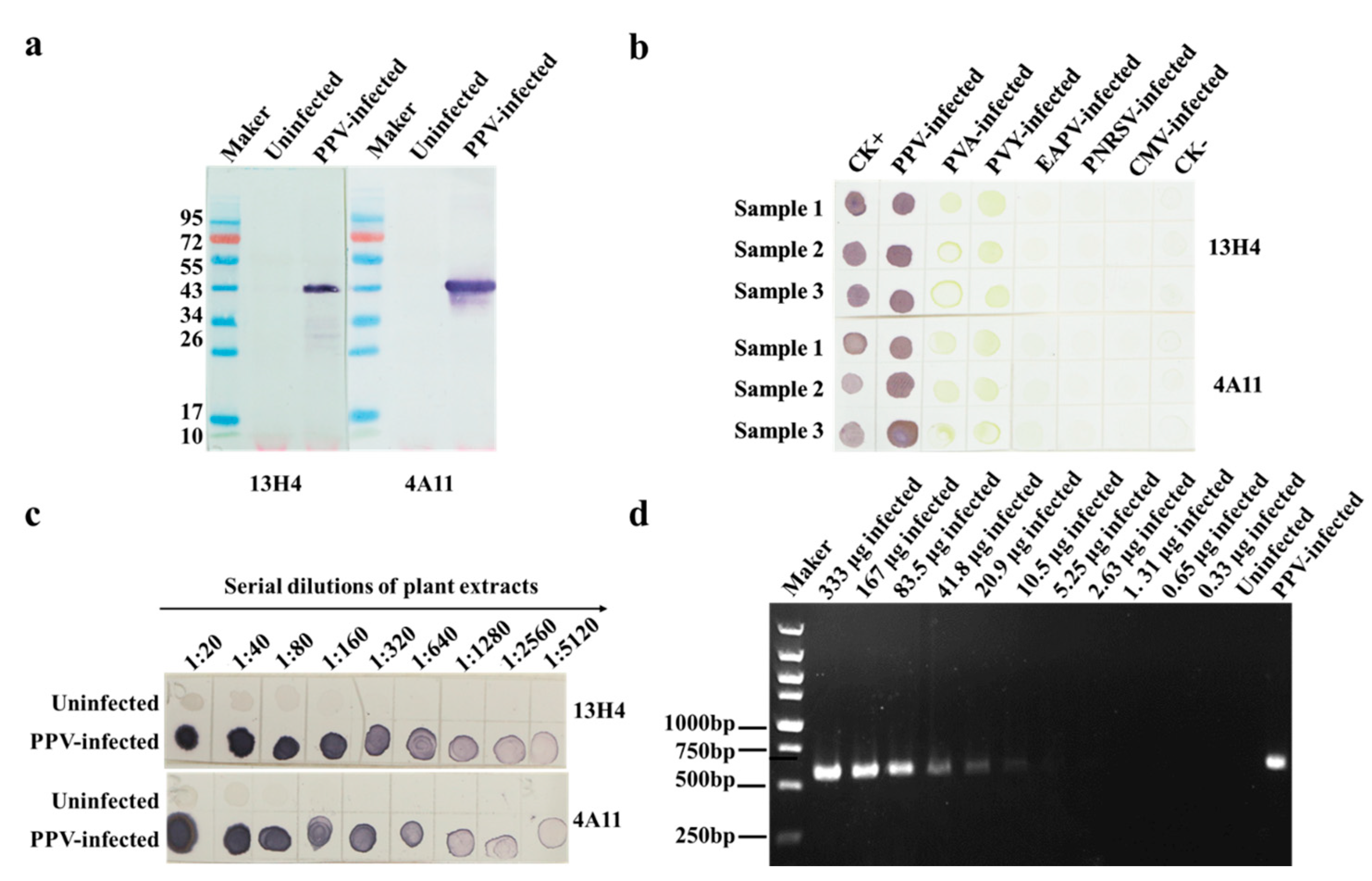 Viruses 15 00169 g003