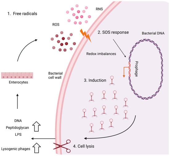 Viruses 15 00173 g004