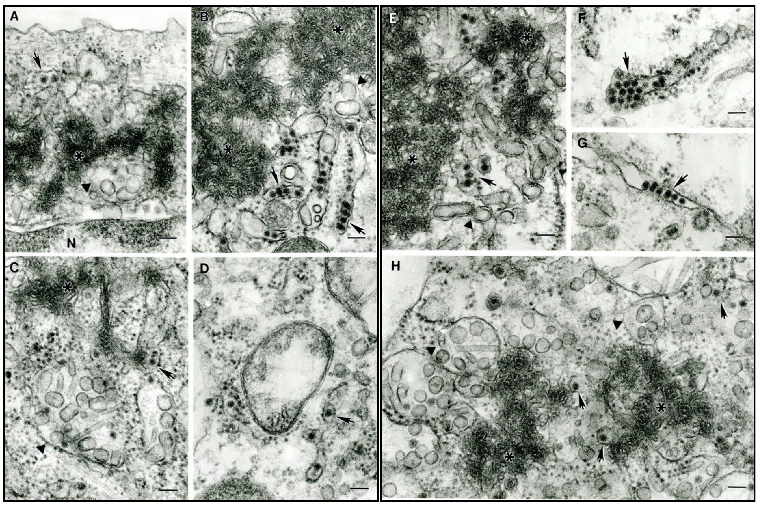 Viruses 15 00195 g002