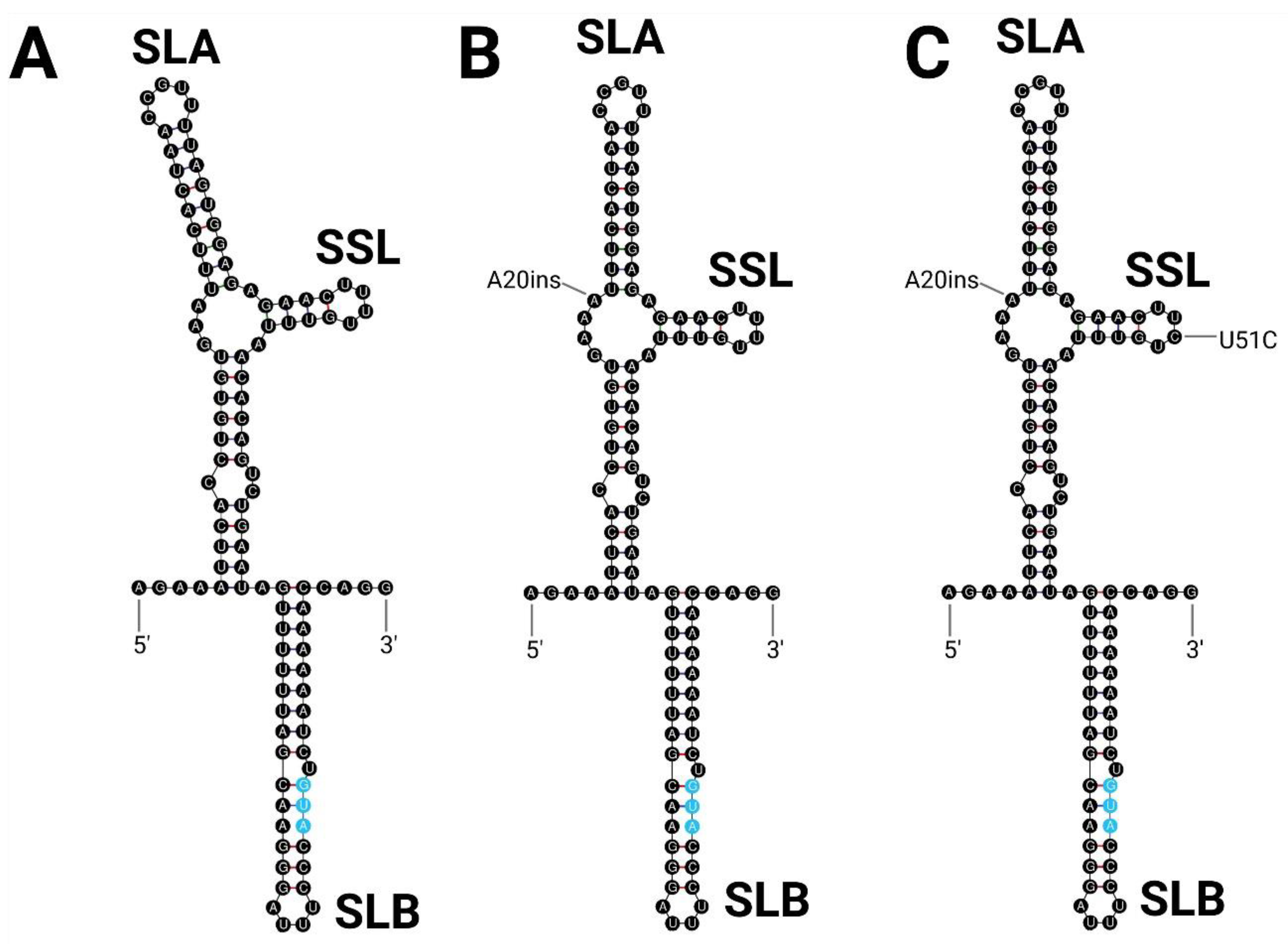 Viruses 15 00195 g004