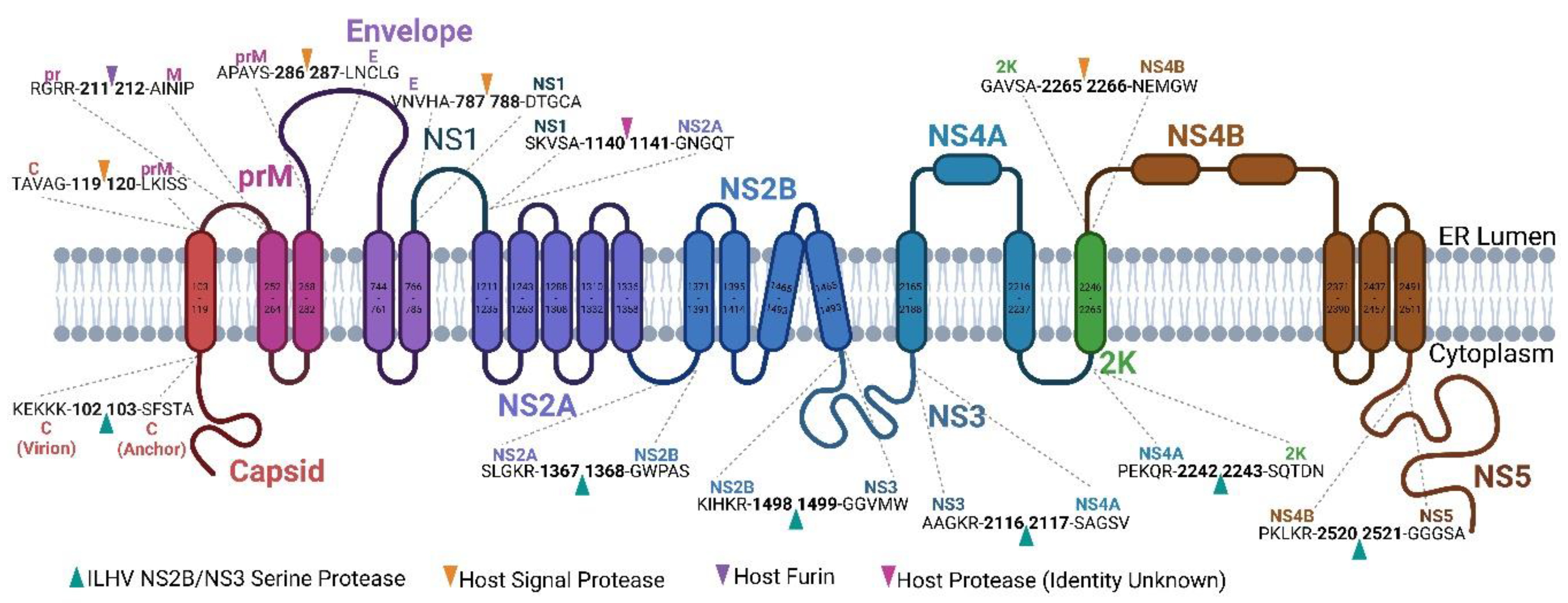 Viruses 15 00195 g006