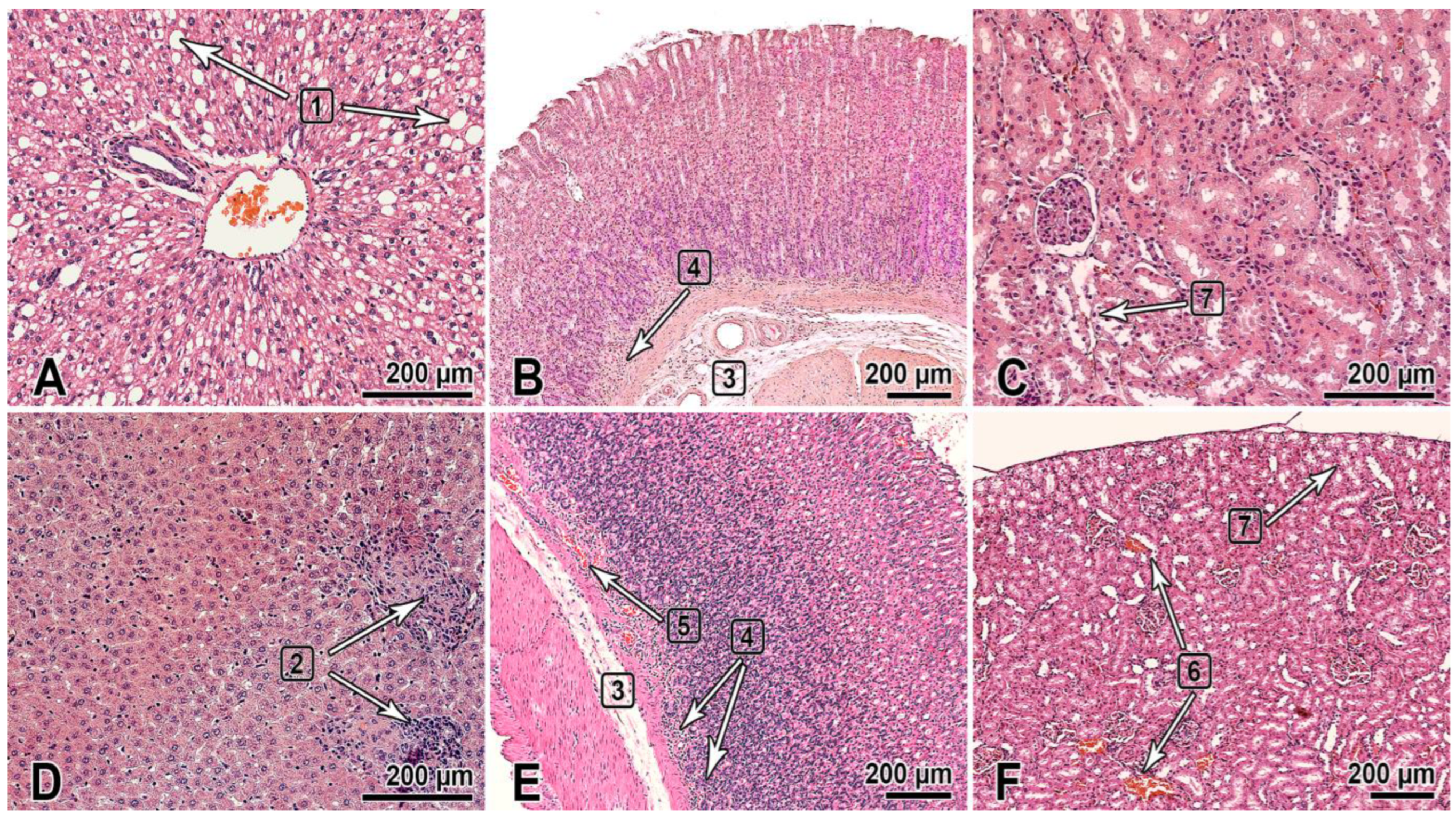 Viruses 15 00205 g001