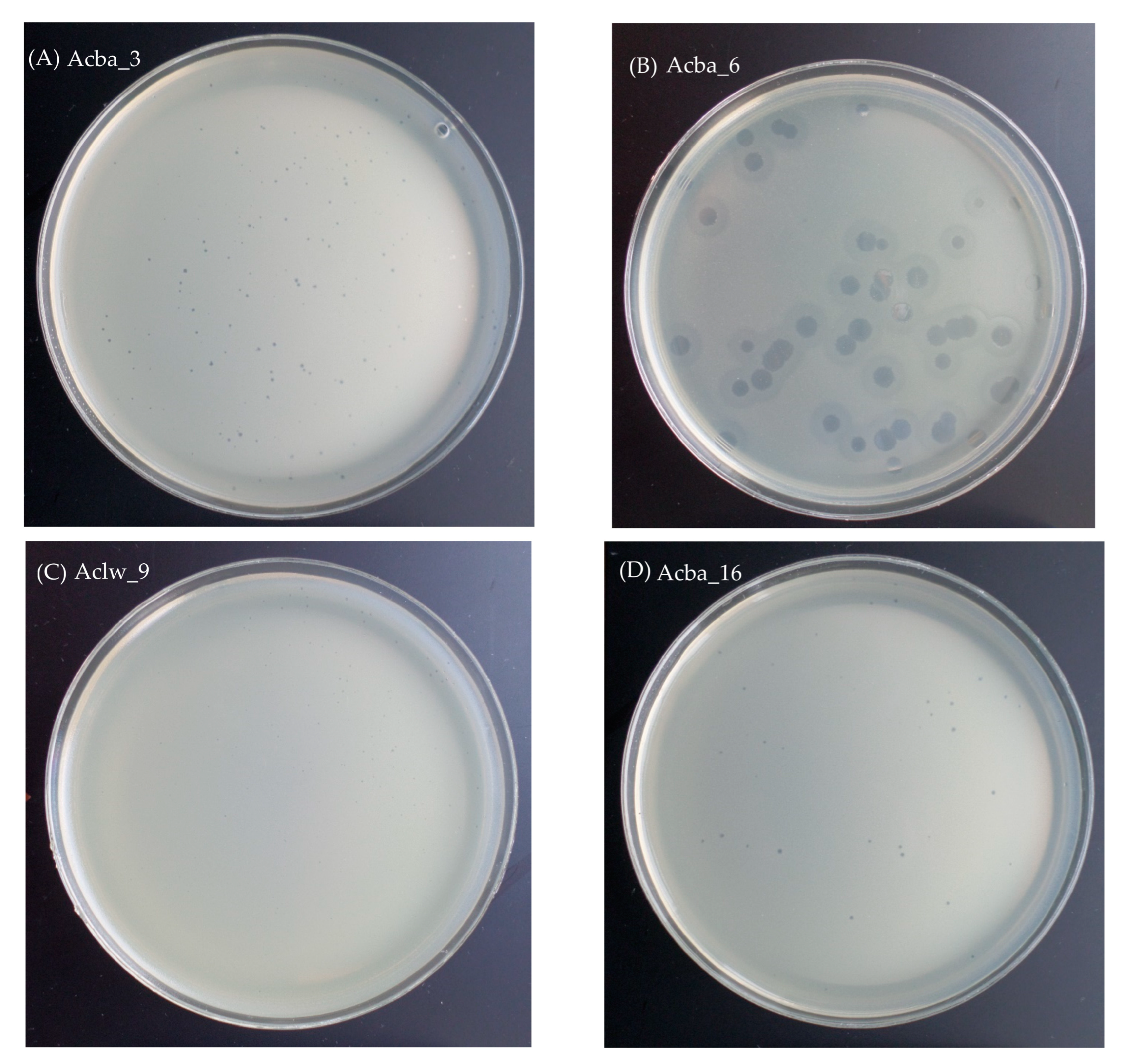 Viruses 15 00231 g001