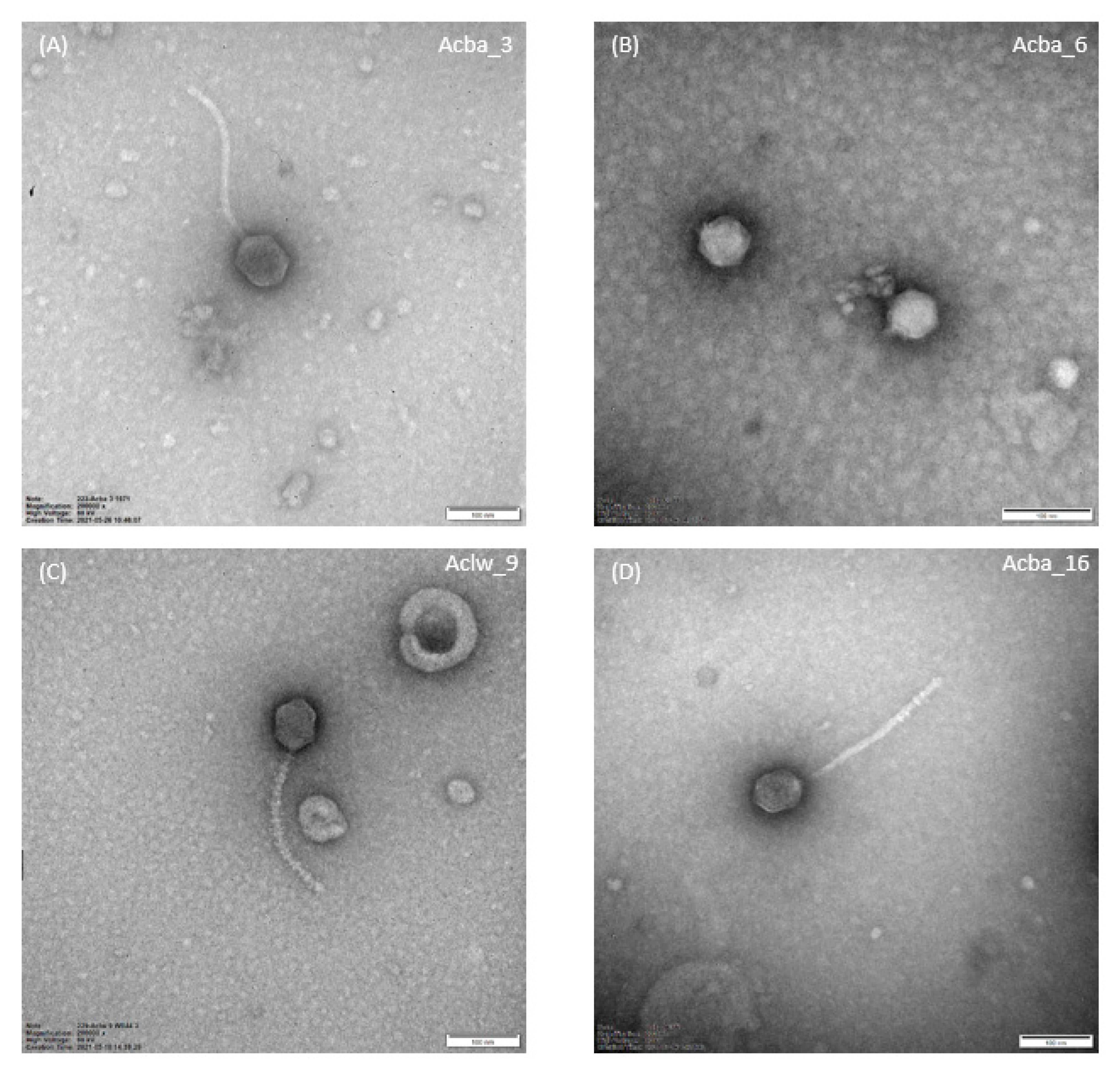 Viruses 15 00231 g002