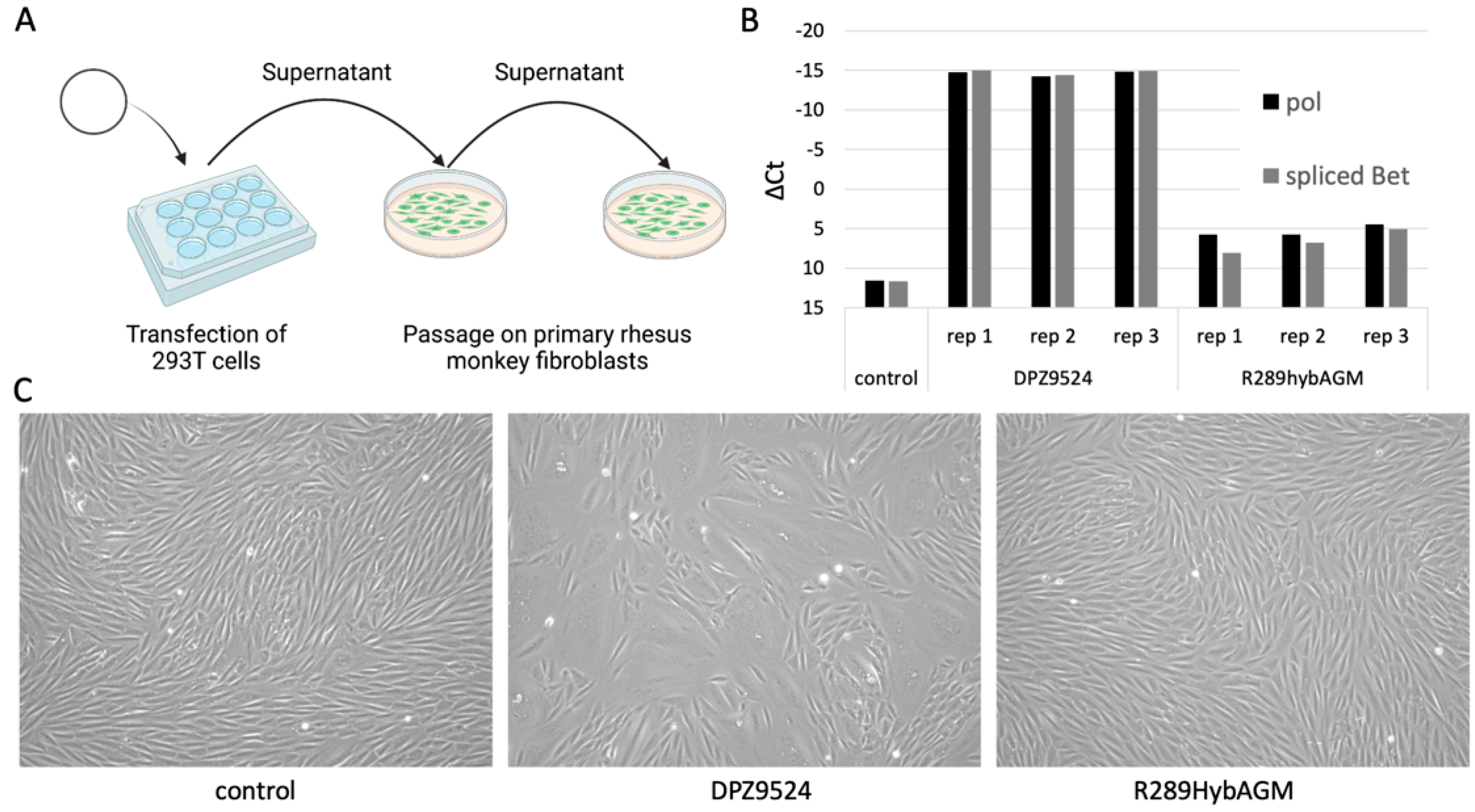 Viruses 15 00262 g001 Viruses 15 00262 g001
