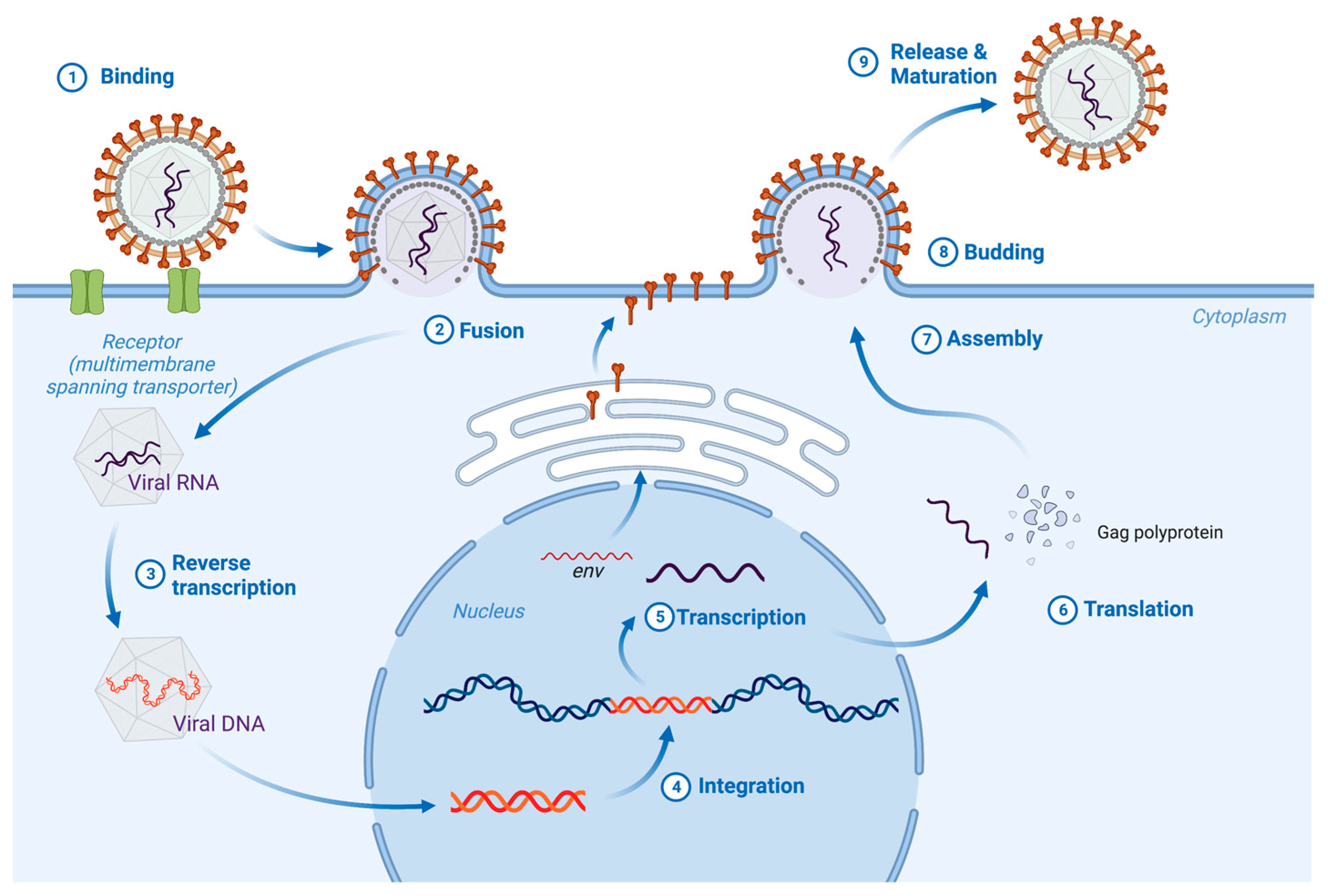Viruses 15 00274 g001 Viruses 15 00274 g001