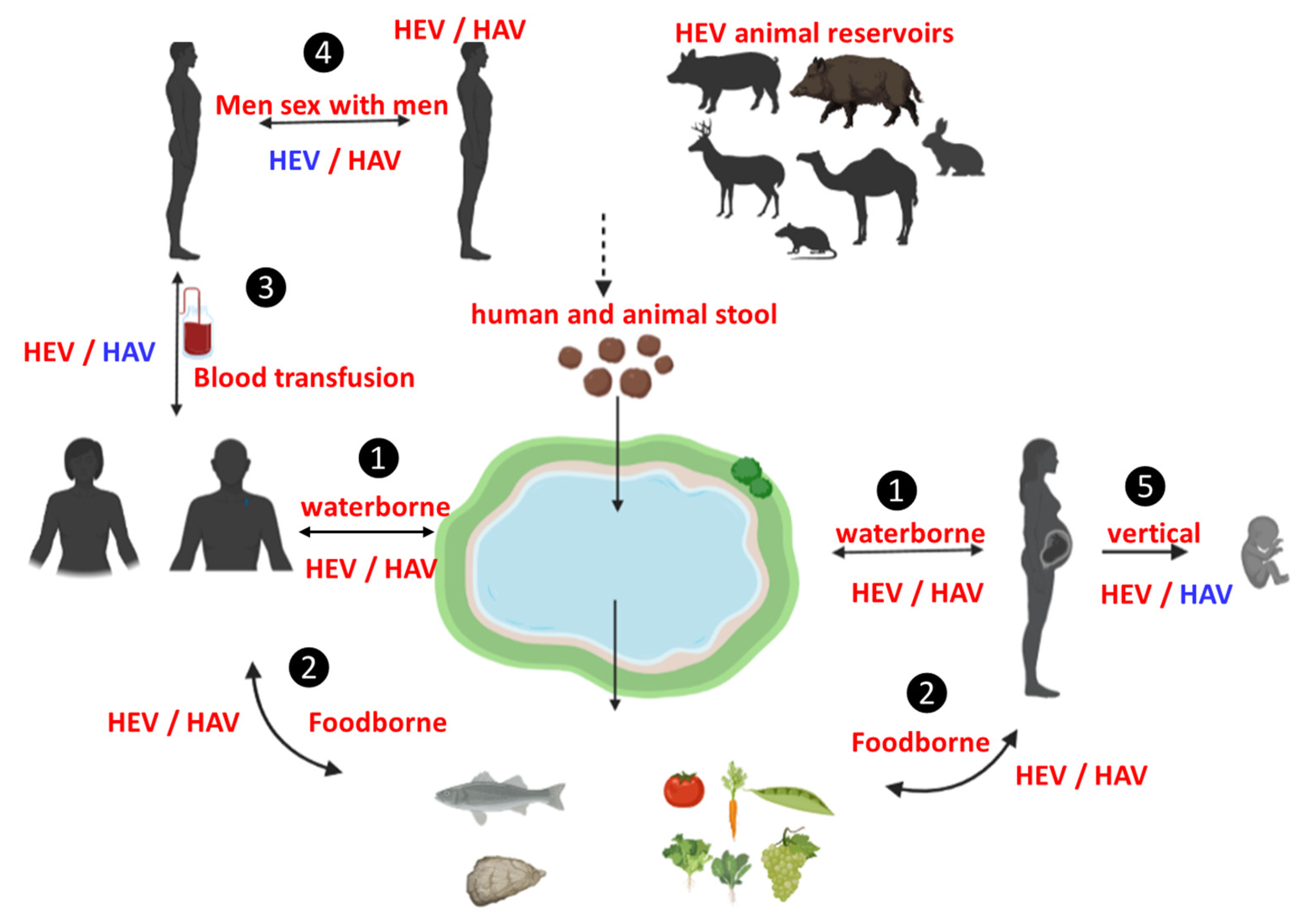 Viruses 15 00298 g001