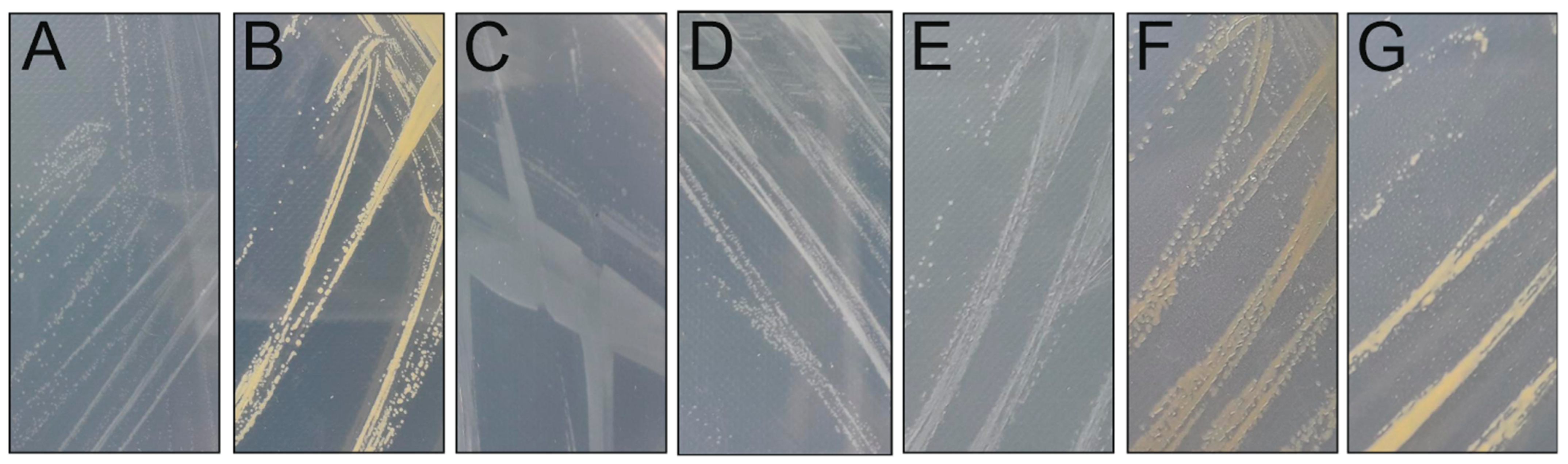 Viruses 15 00307 g001