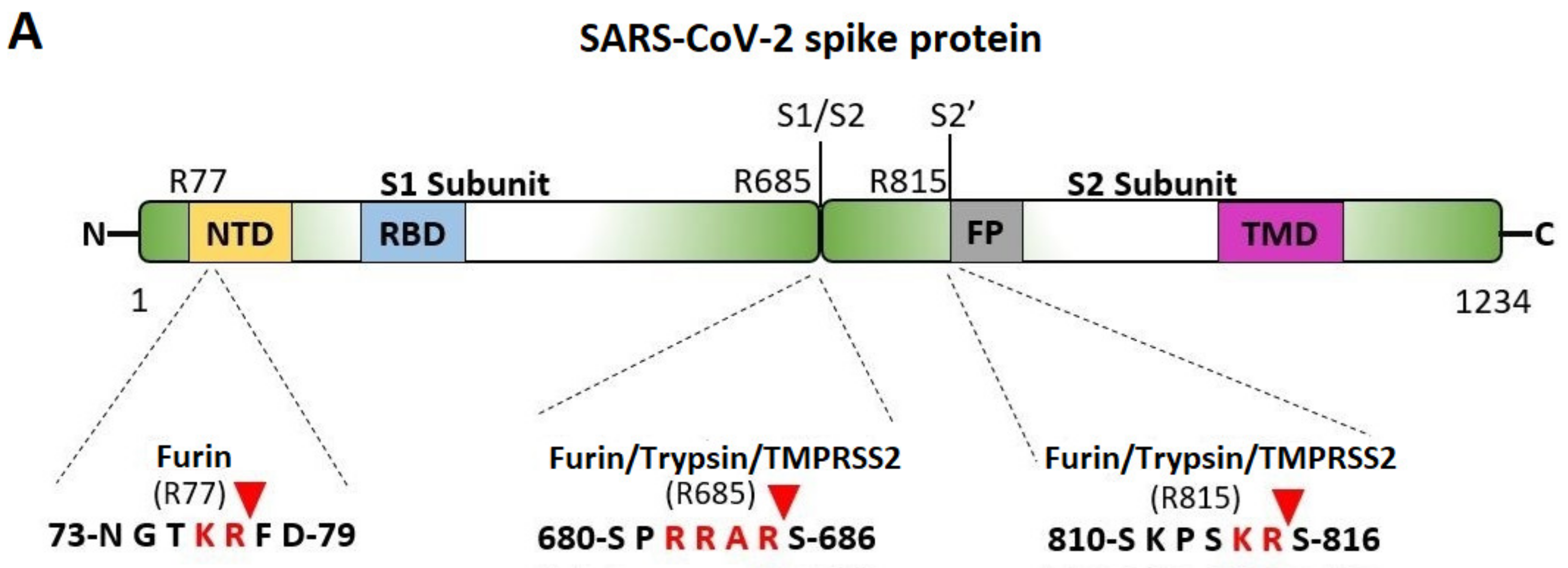 Viruses 15 00309 g005a Viruses 15 00309 g005a