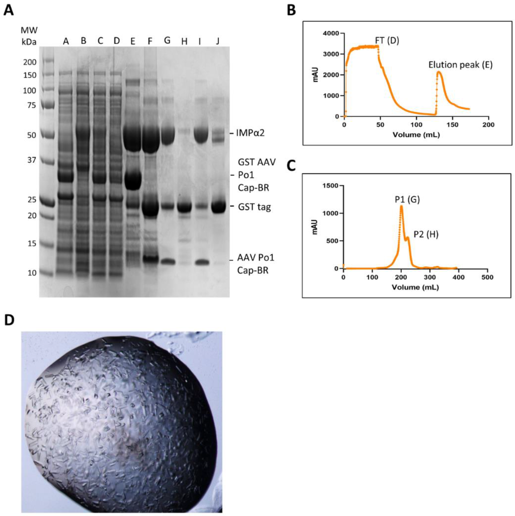 Viruses 15 00315 g002