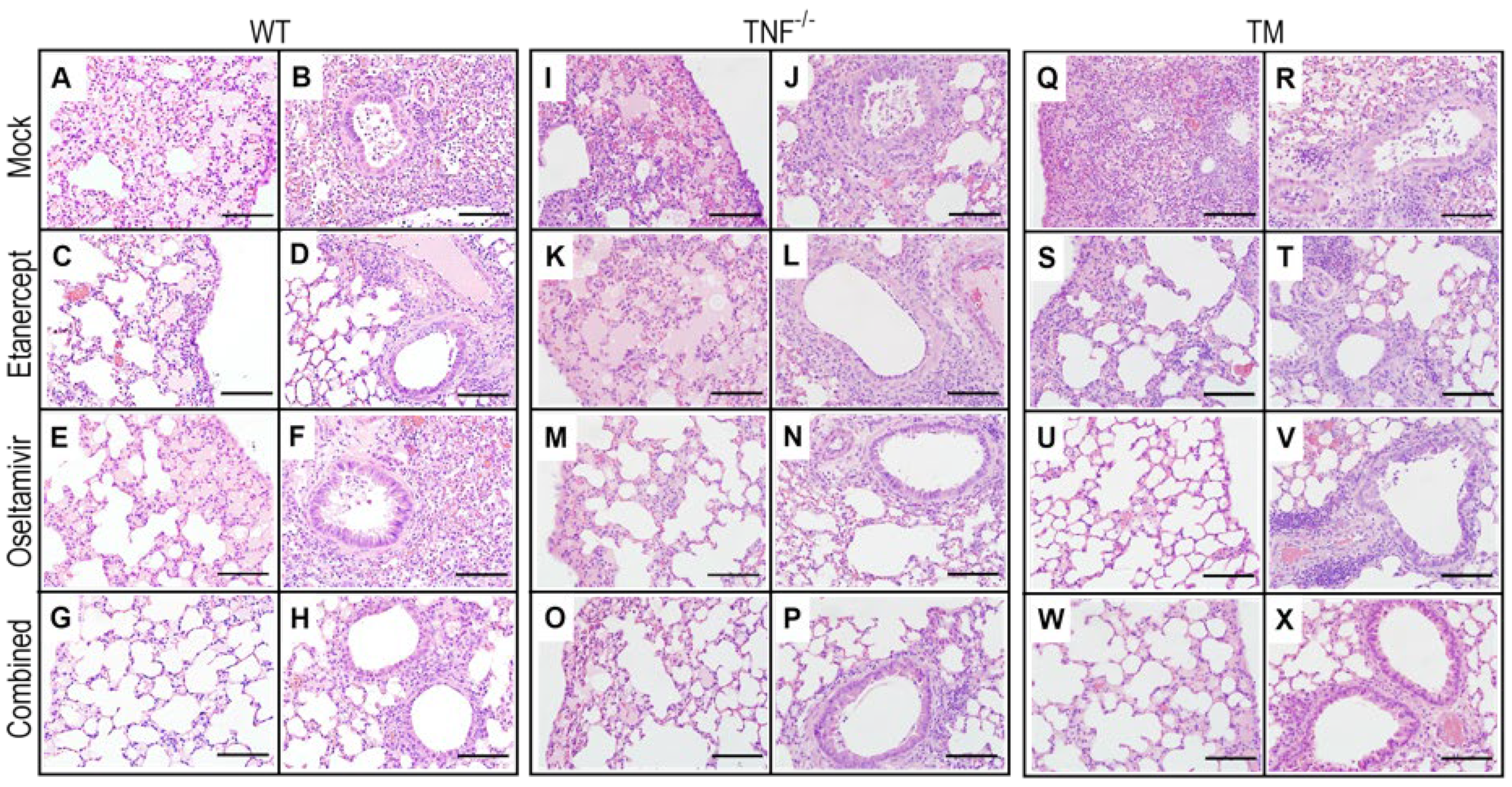 Viruses 15 00318 g003