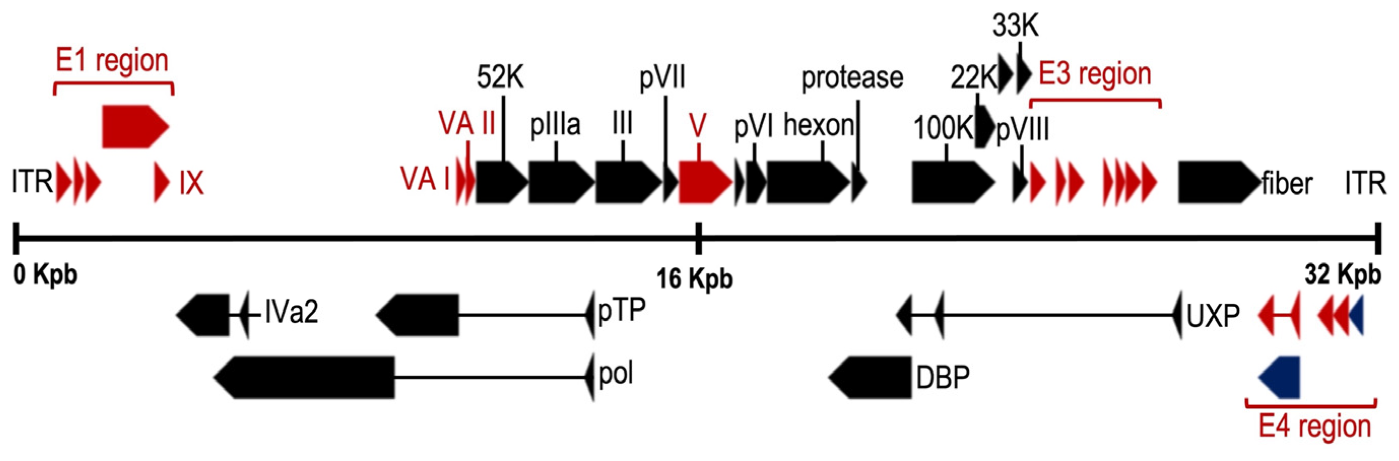 Viruses 15 00330 g002 Viruses 15 00330 g002
